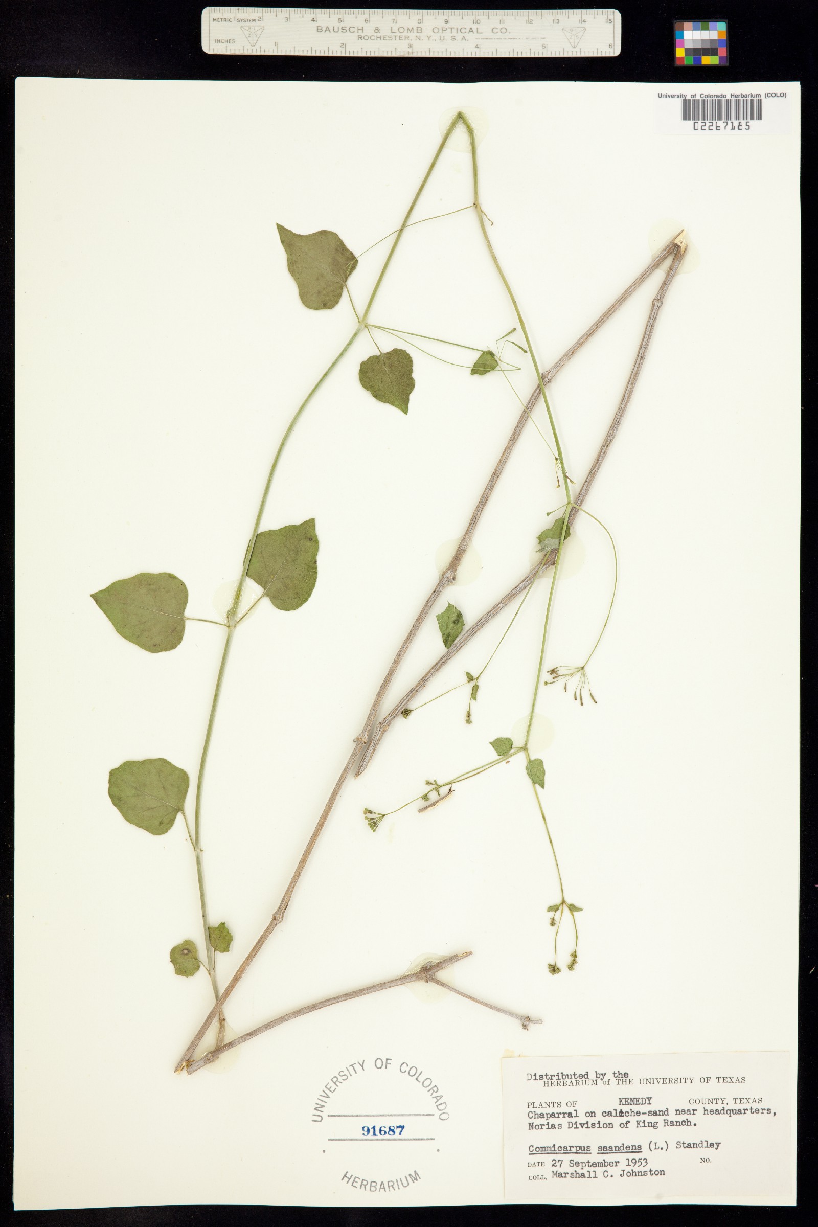 Commicarpus scandens image