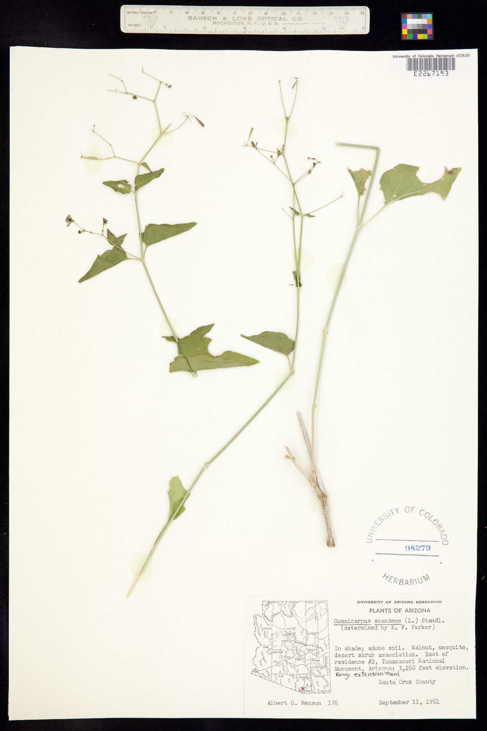 Commicarpus scandens image