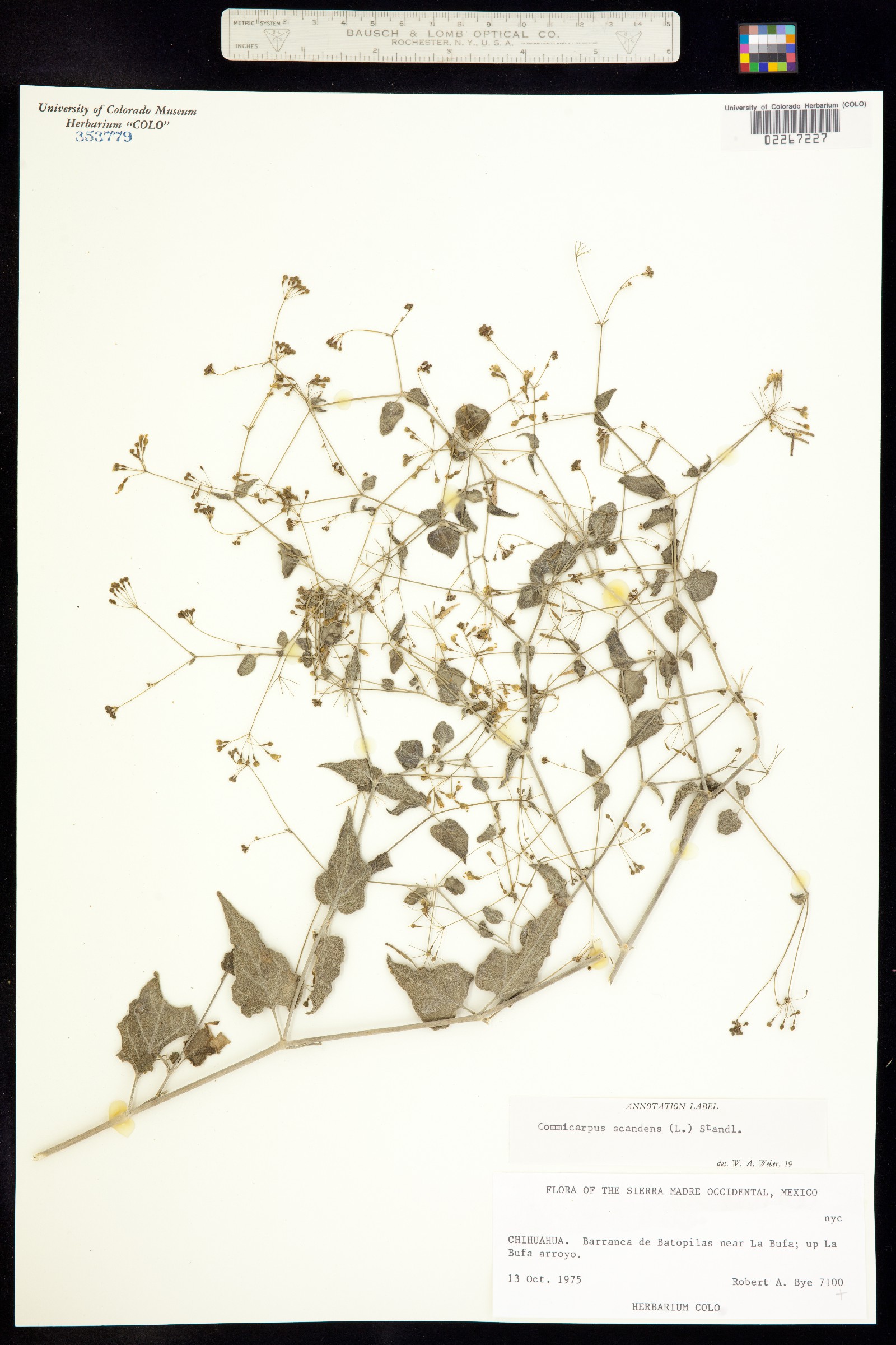 Commicarpus scandens image