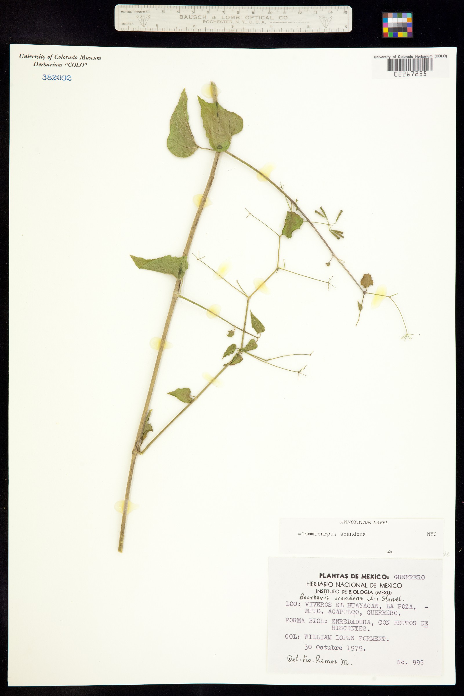 Commicarpus scandens image