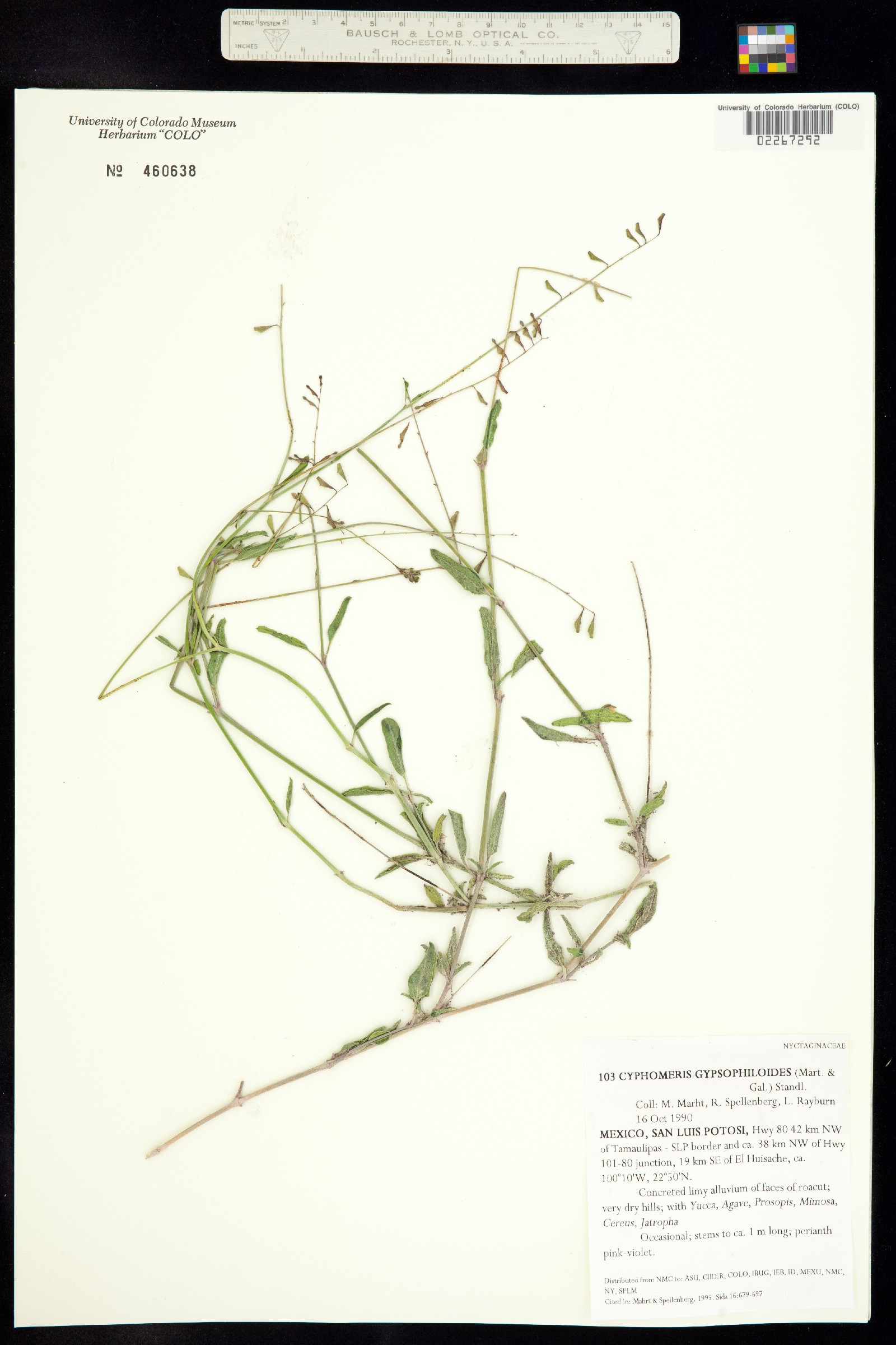 Cyphomeris gypsophiloides image