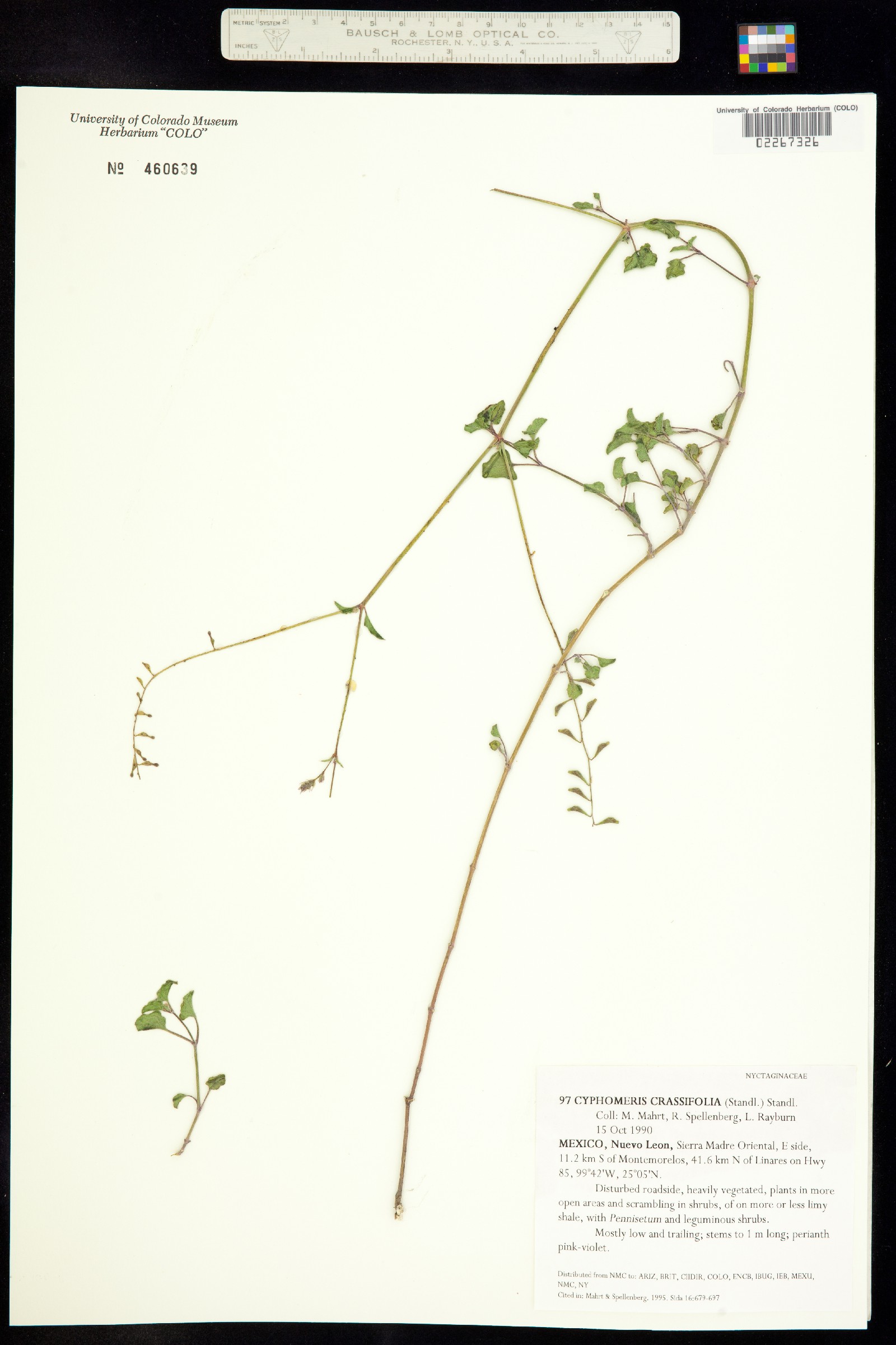 Cyphomeris gypsophiloides image