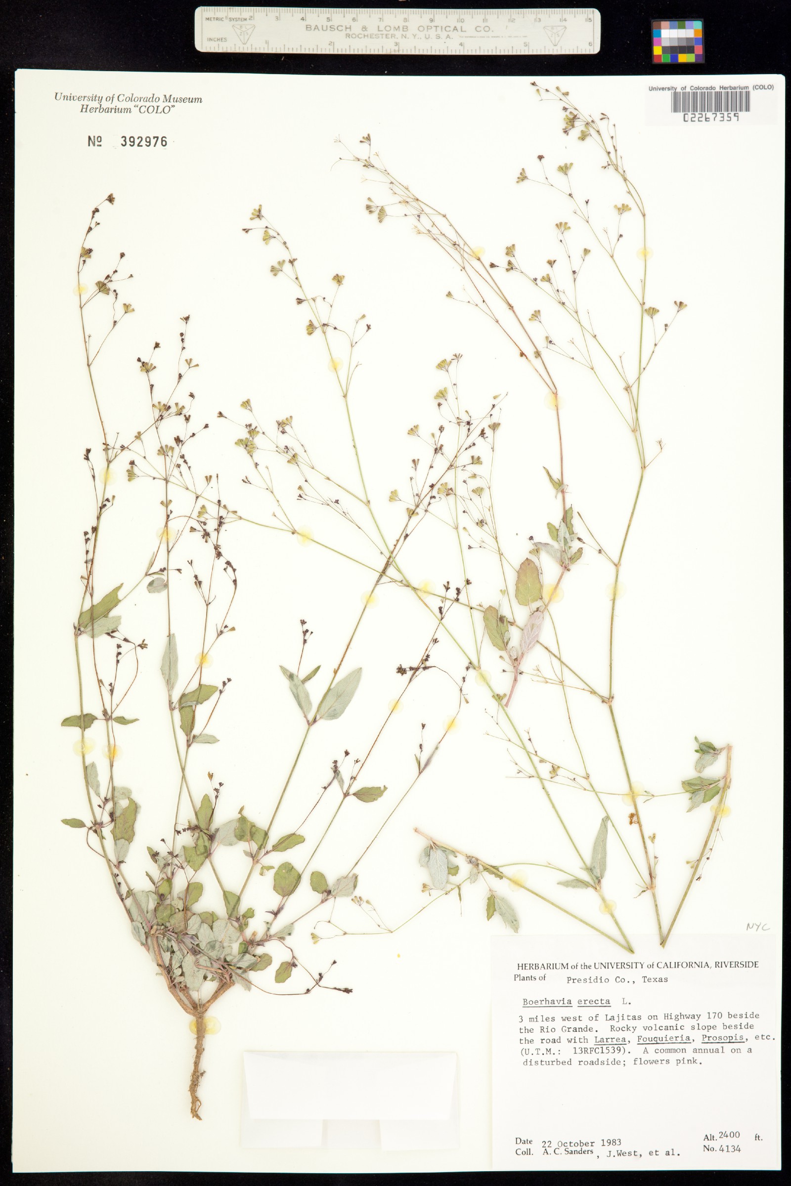 Boerhavia erecta image