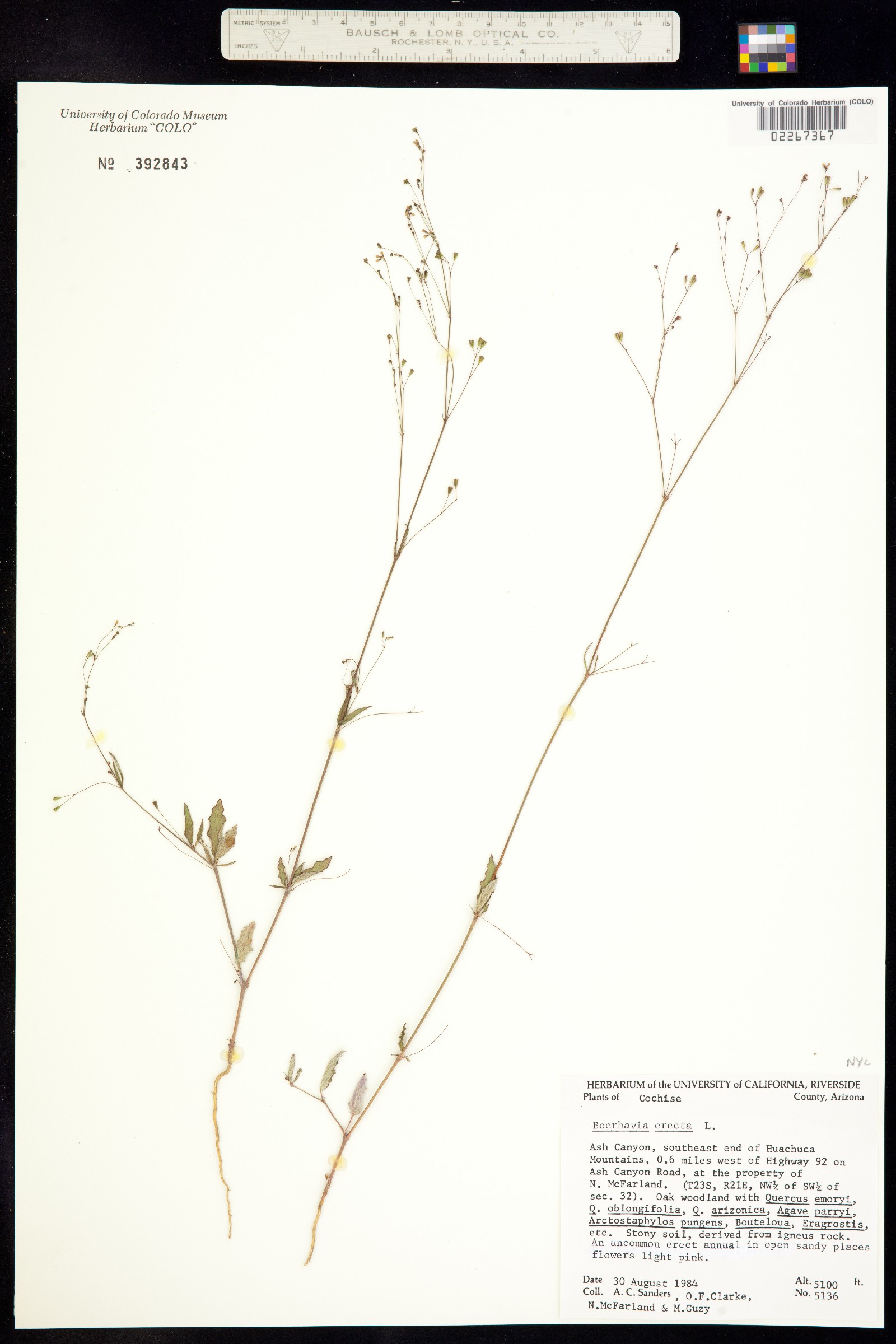Boerhavia erecta image