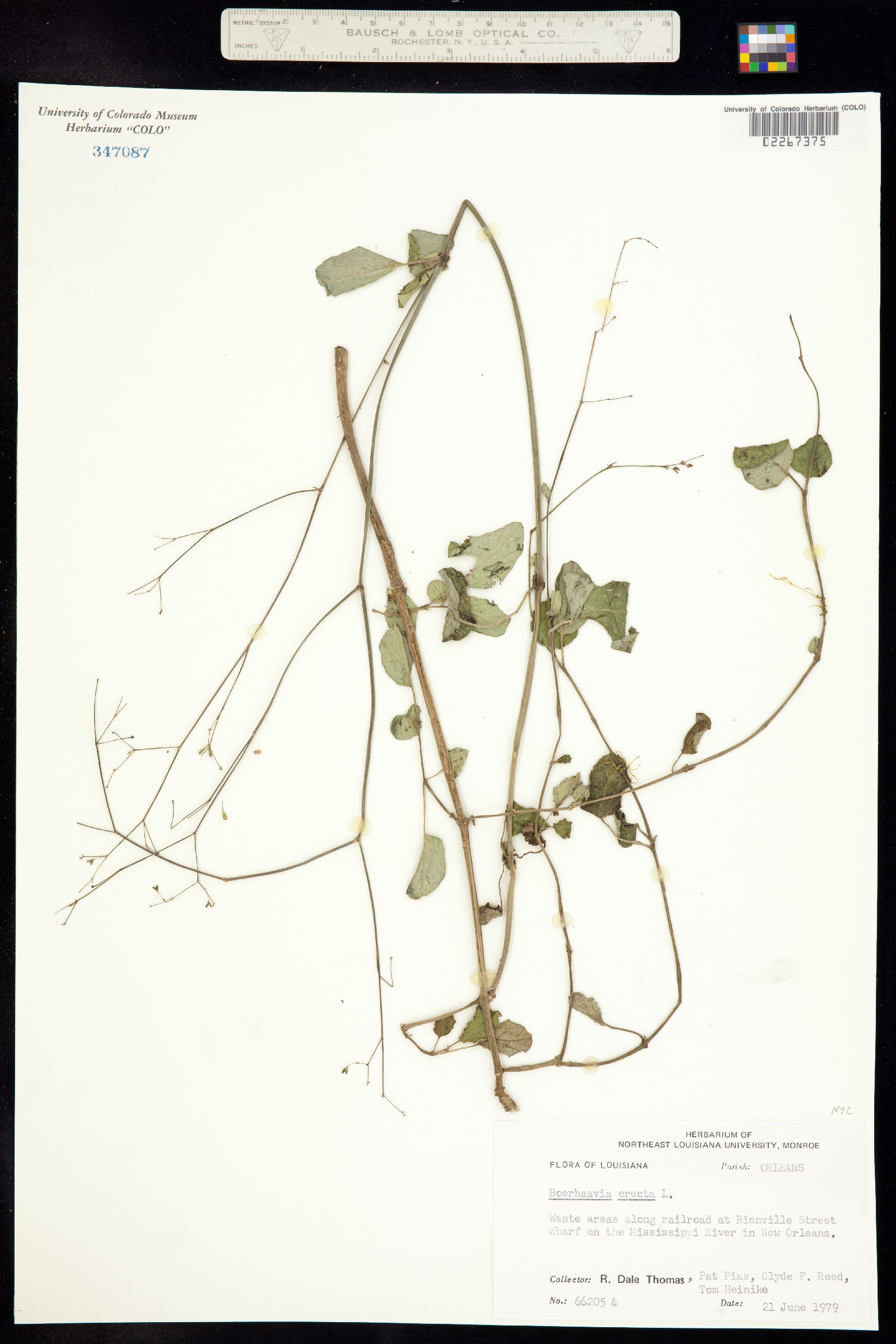 Boerhavia erecta image
