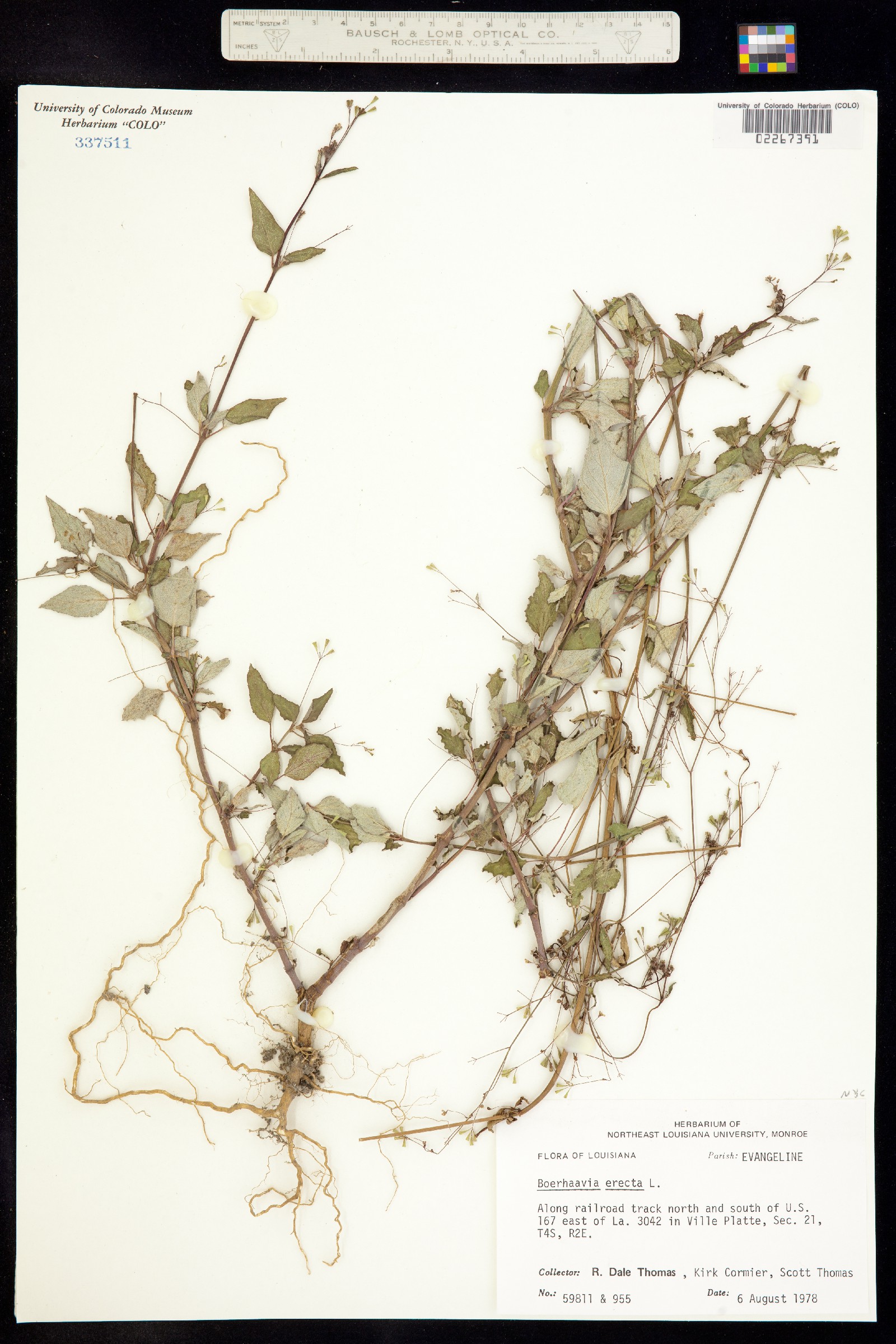 Boerhavia erecta image