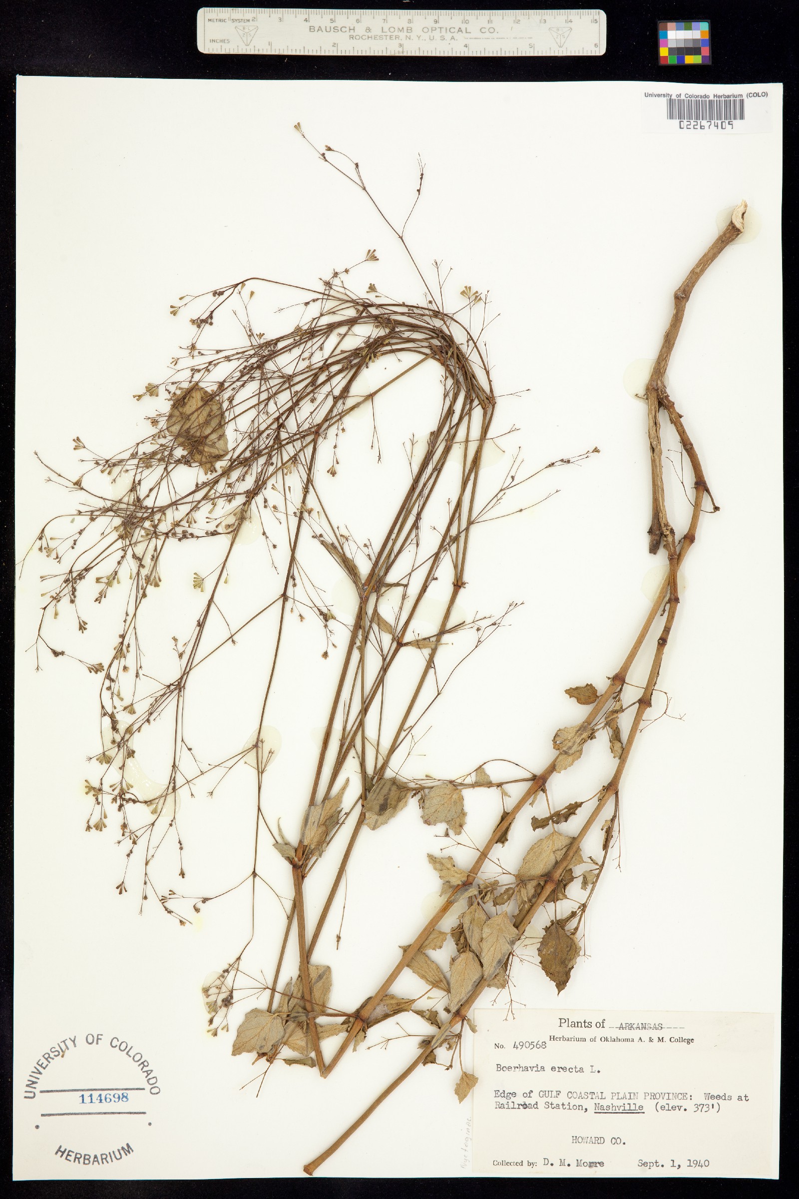 Boerhavia erecta image