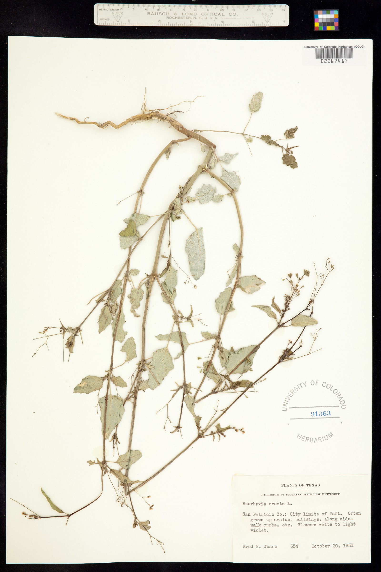 Boerhavia erecta image
