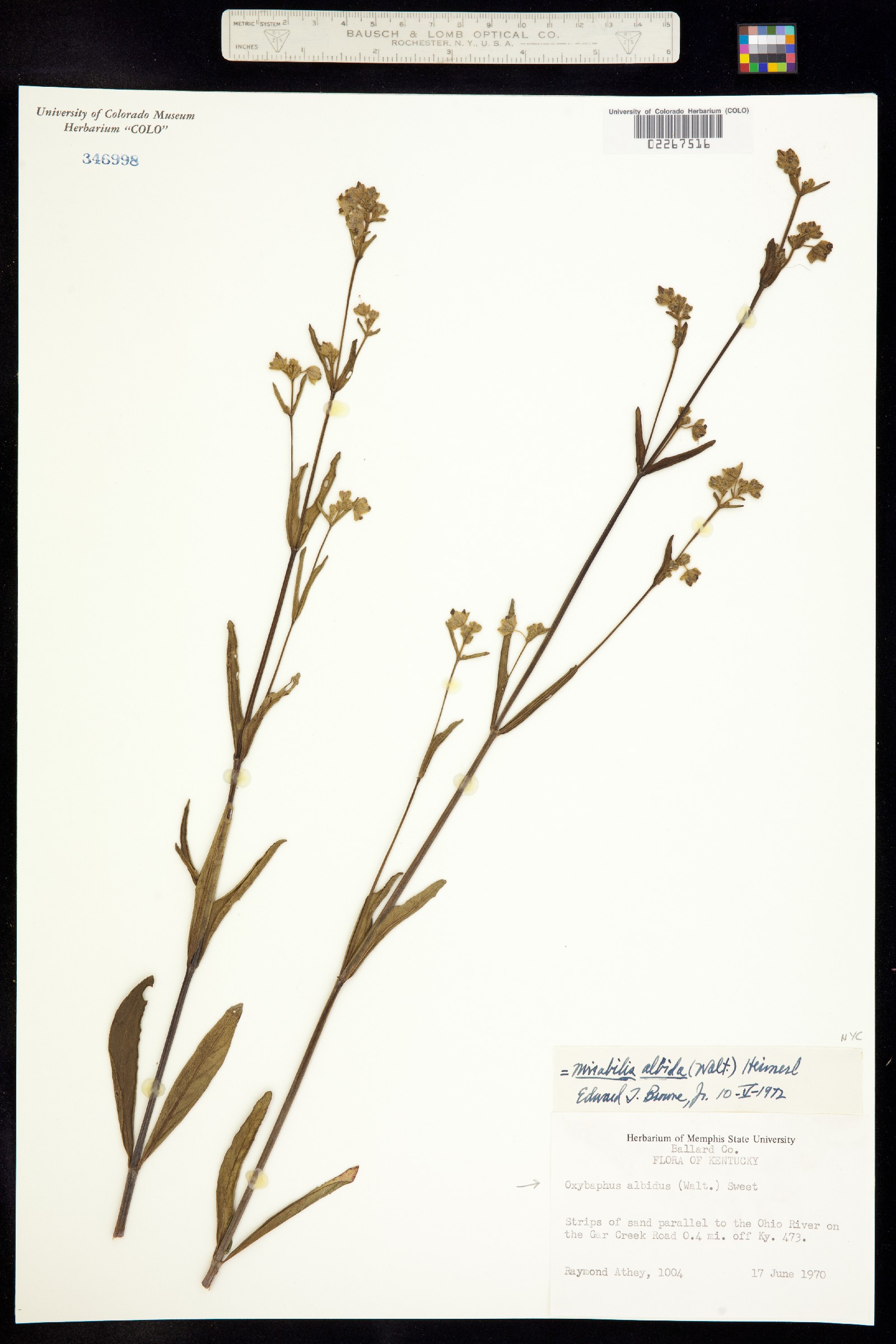 Mirabilis albida image