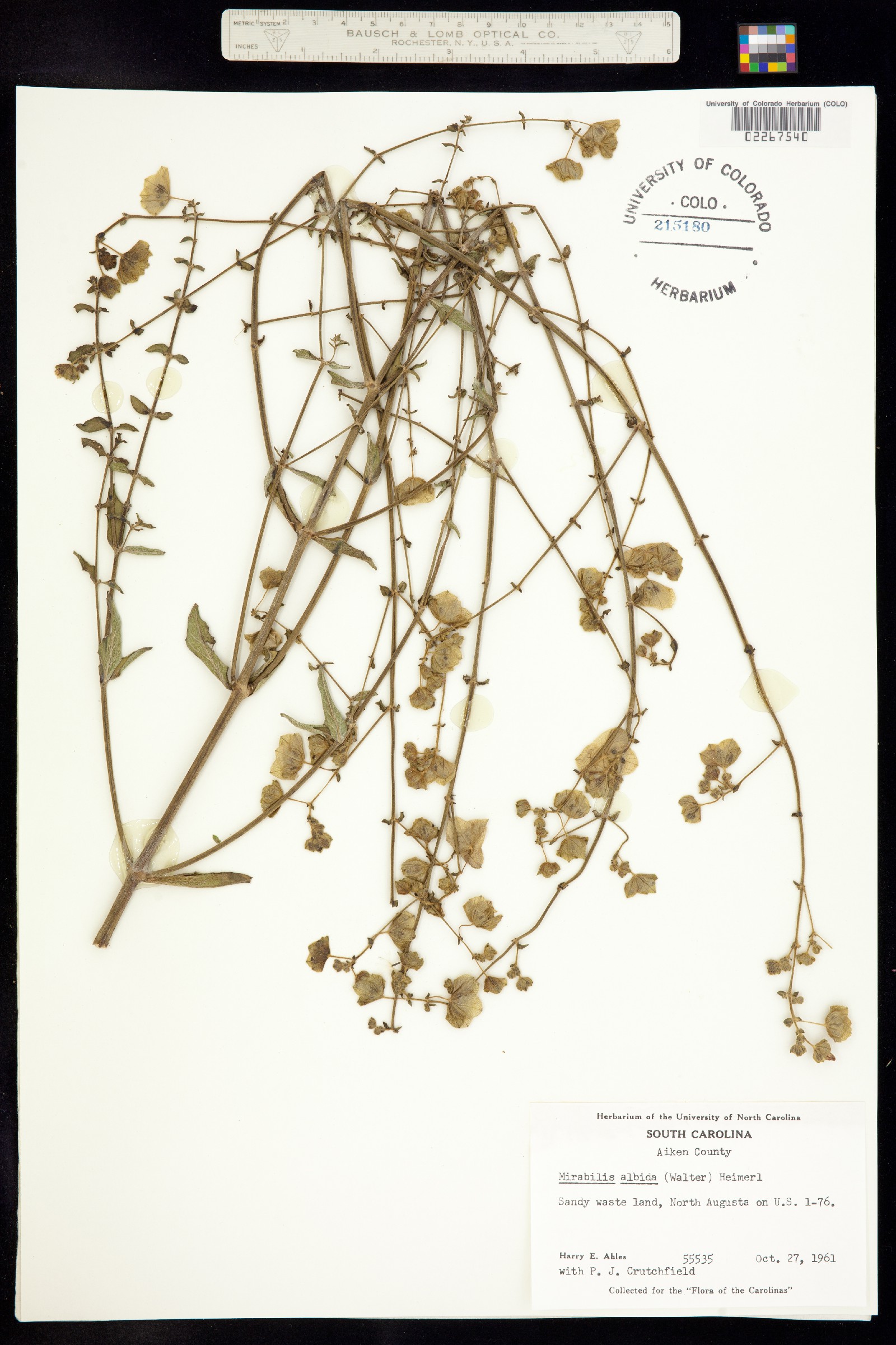 Mirabilis albida image