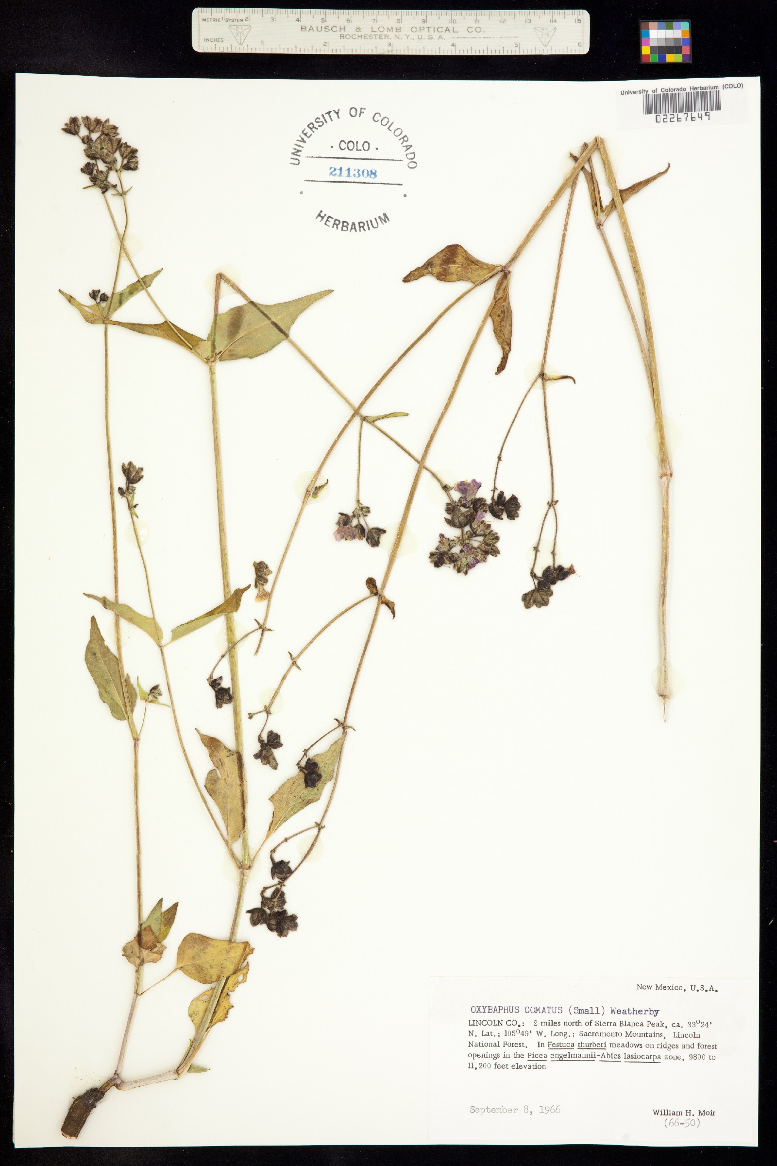 Mirabilis albida image