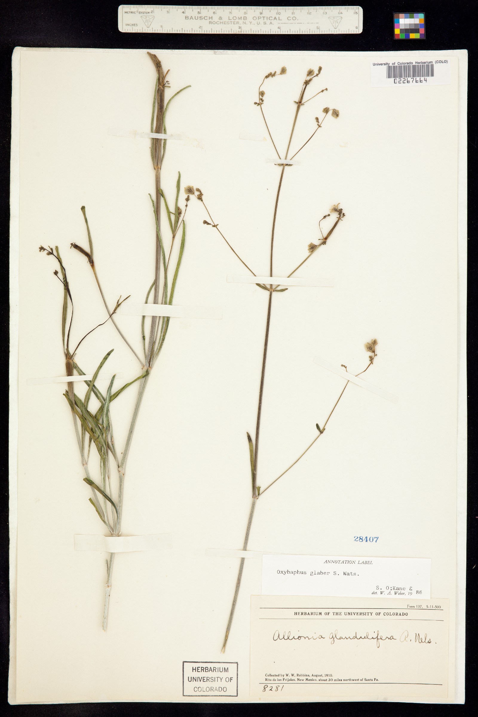 Mirabilis glabra image