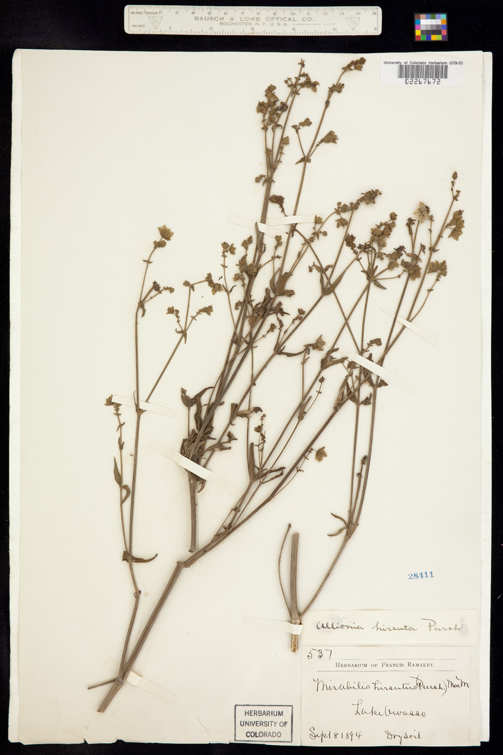 Mirabilis albida image