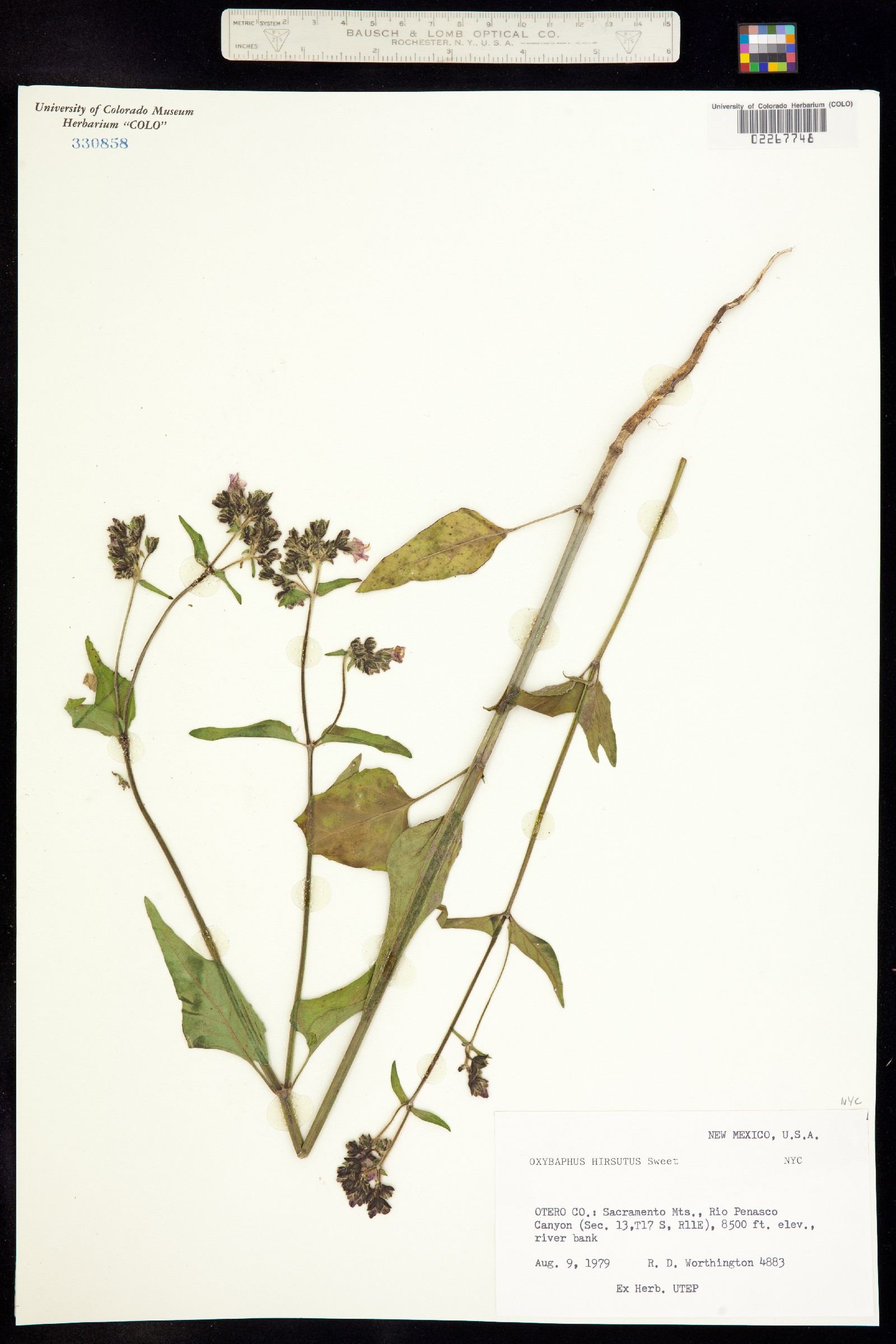 Mirabilis albida image