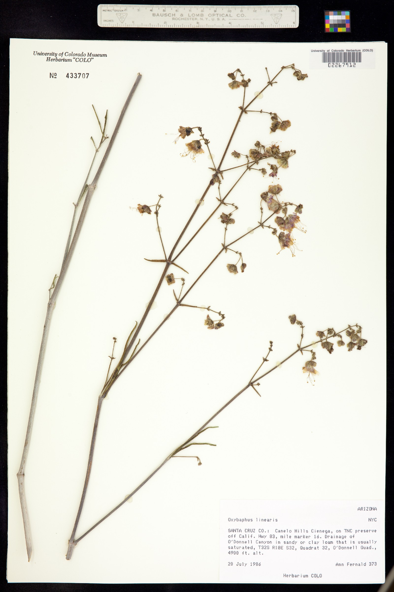 Mirabilis linearis var. linearis image
