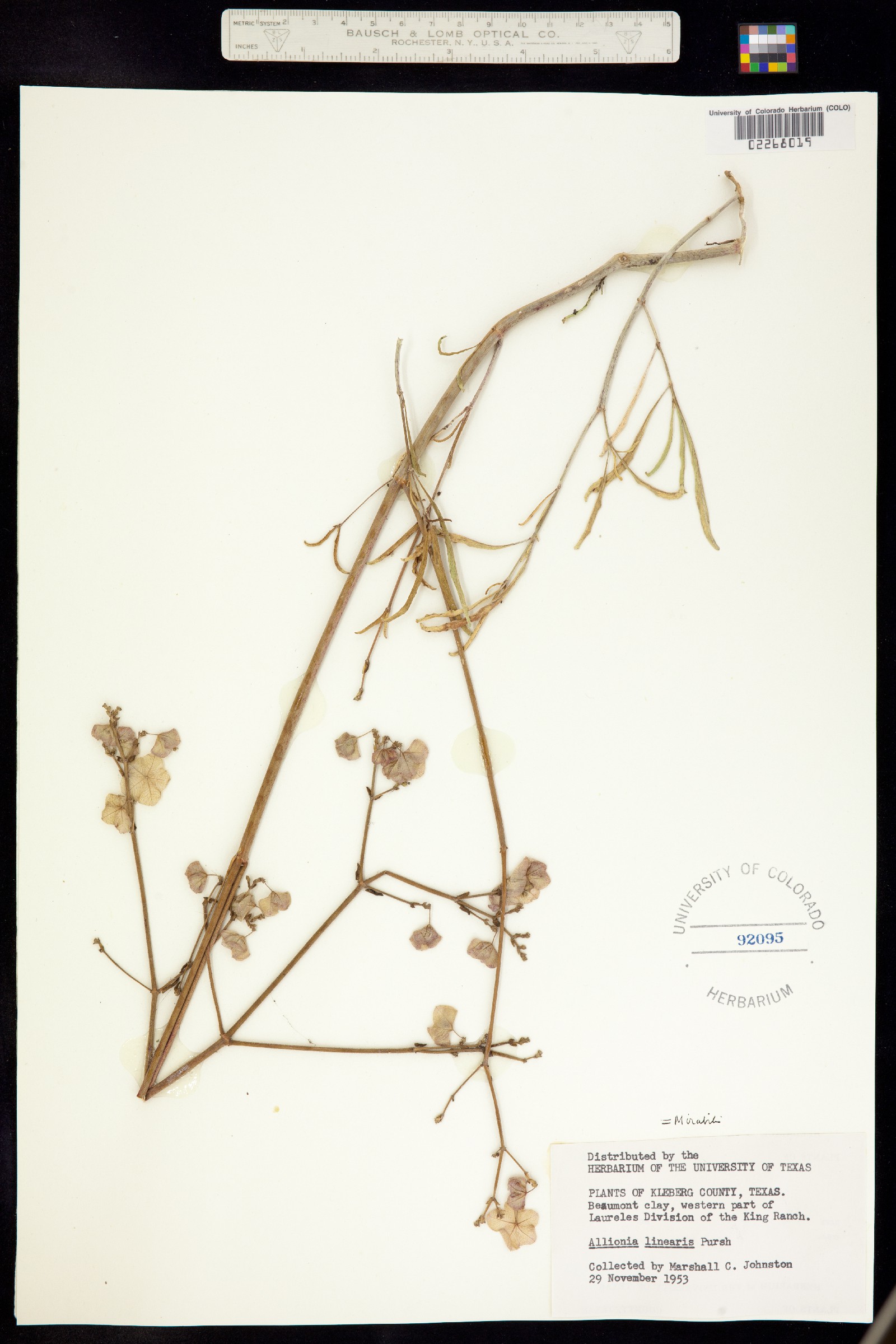 Mirabilis linearis image