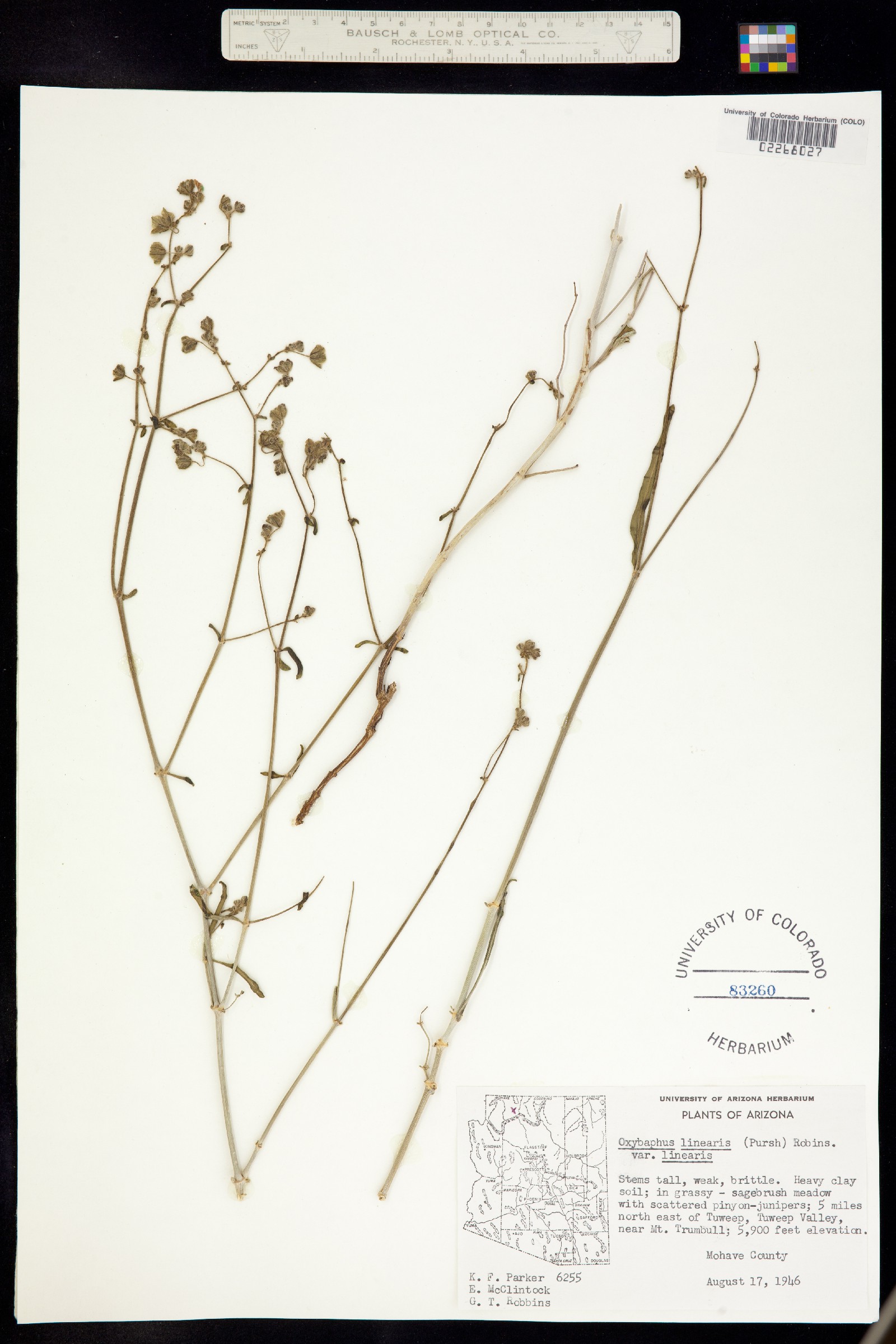 Mirabilis linearis image