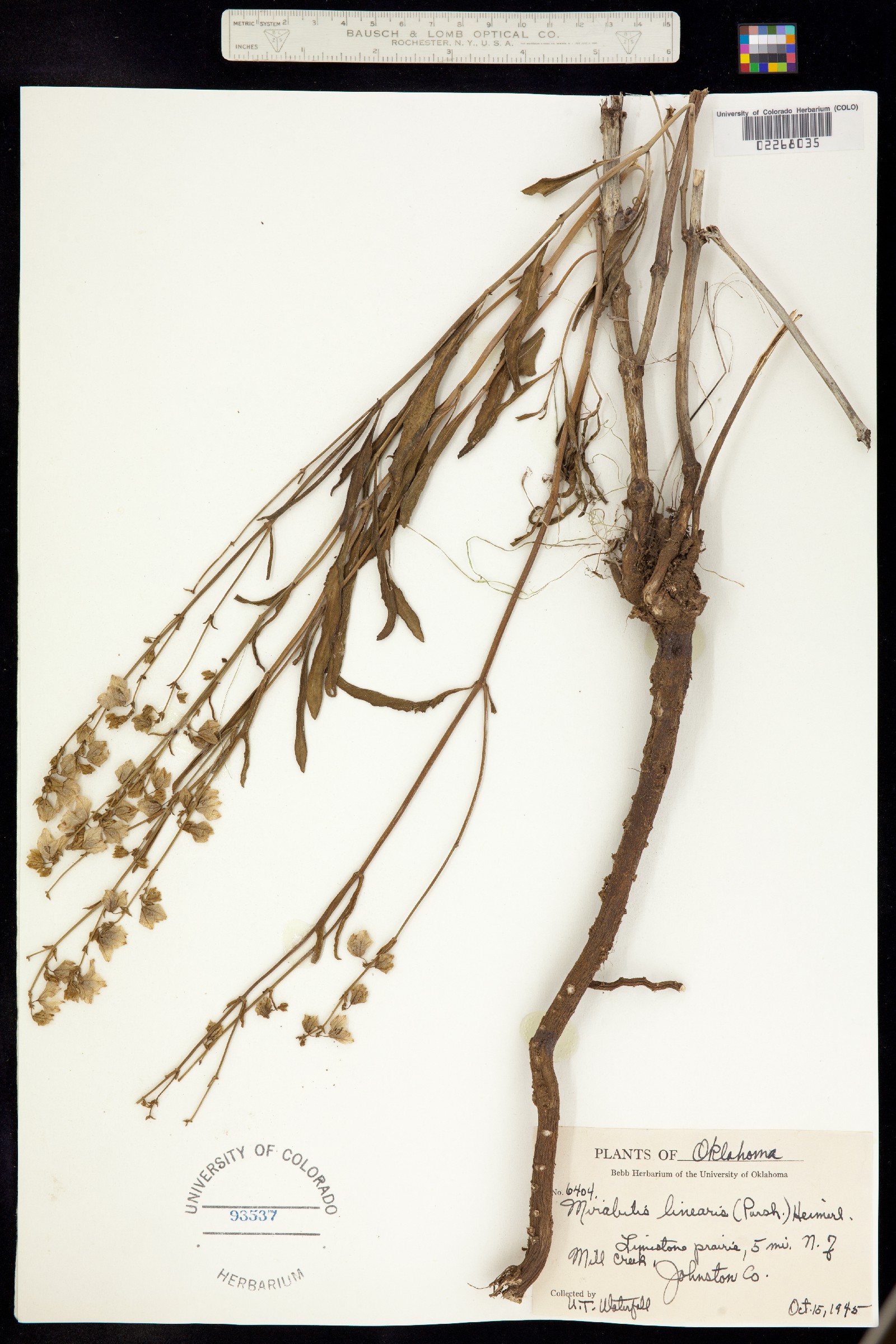 Mirabilis linearis var. linearis image