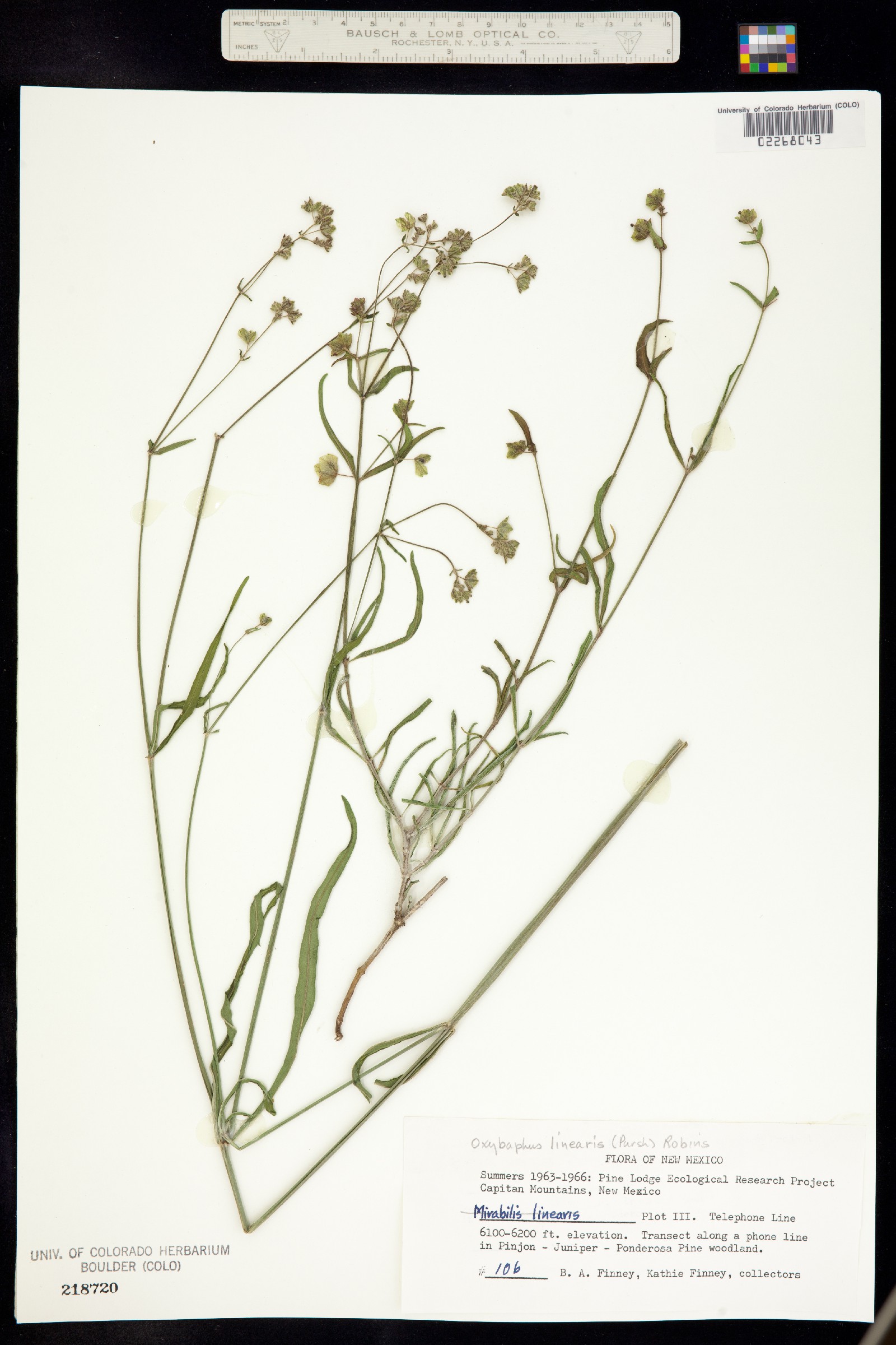 Mirabilis linearis var. linearis image