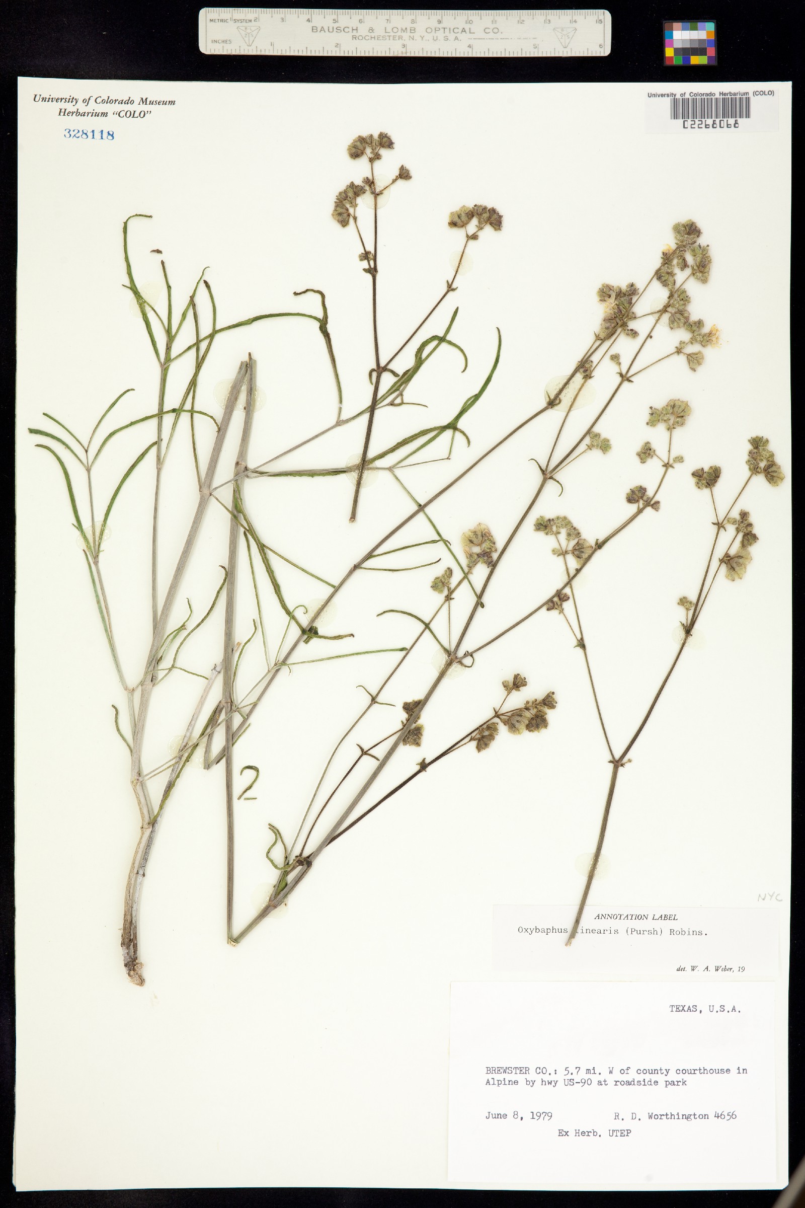 Mirabilis linearis var. linearis image