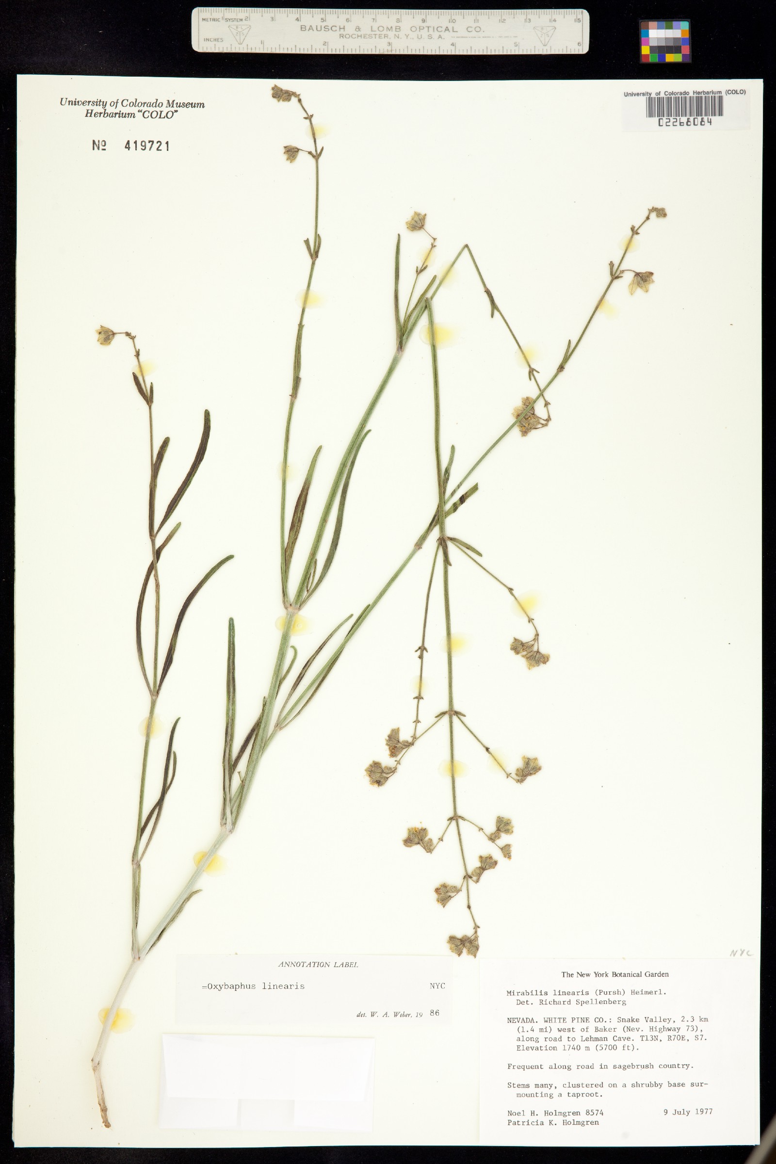 Mirabilis linearis image