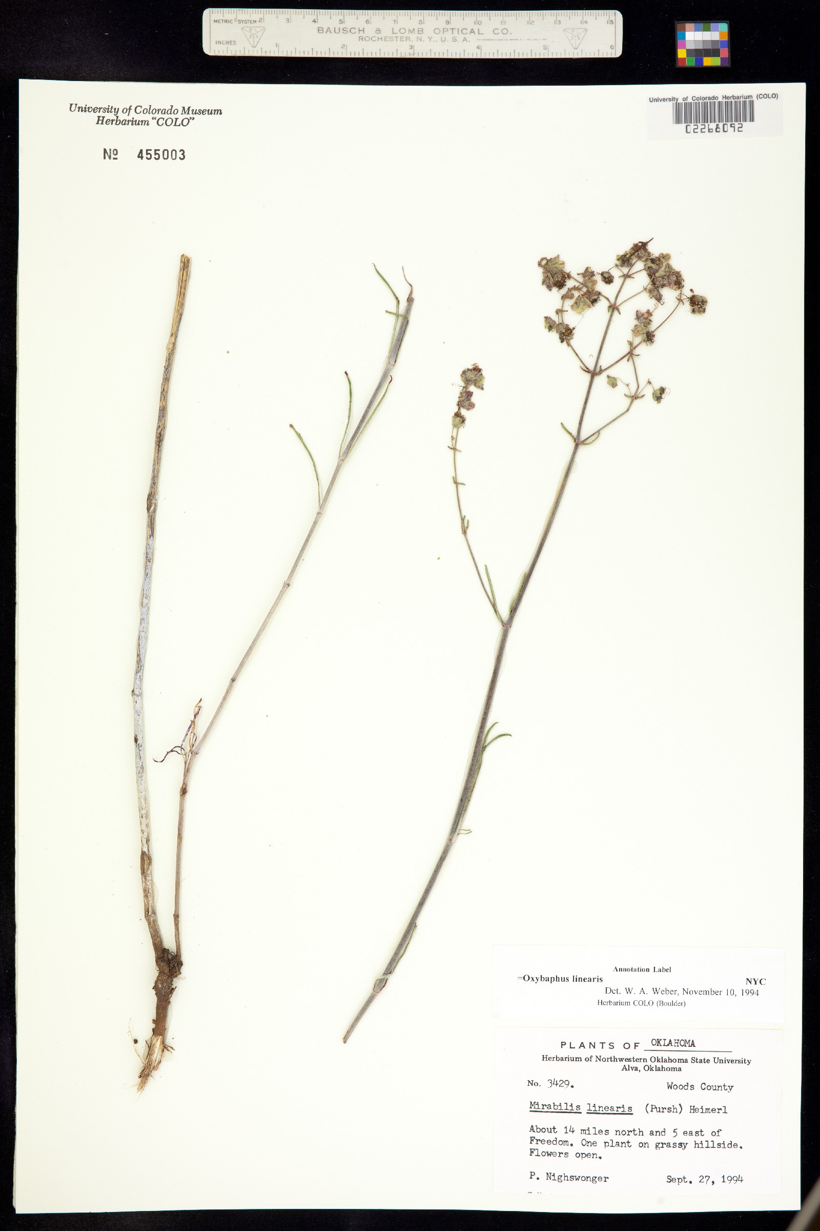 Mirabilis linearis var. linearis image