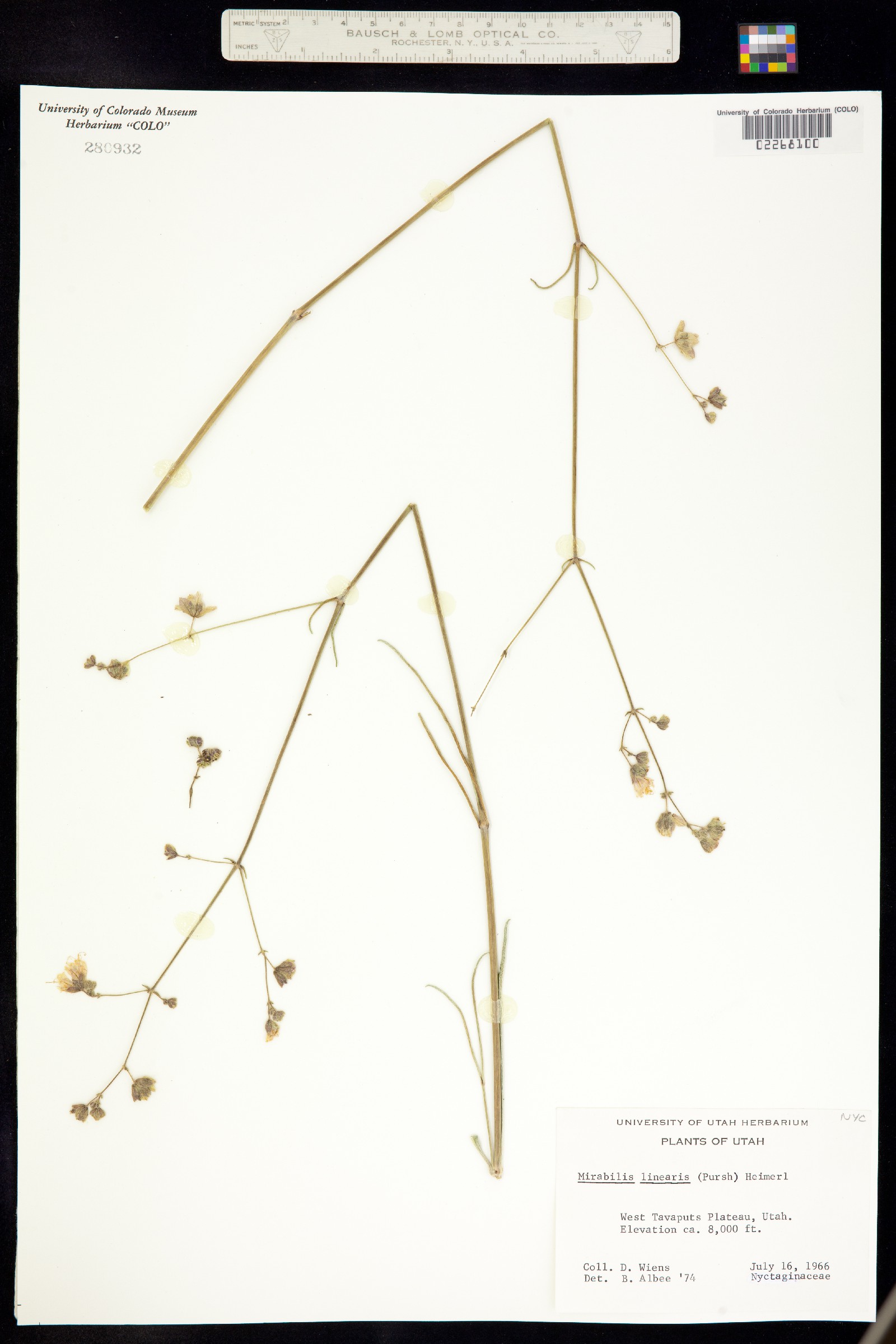 Mirabilis linearis image