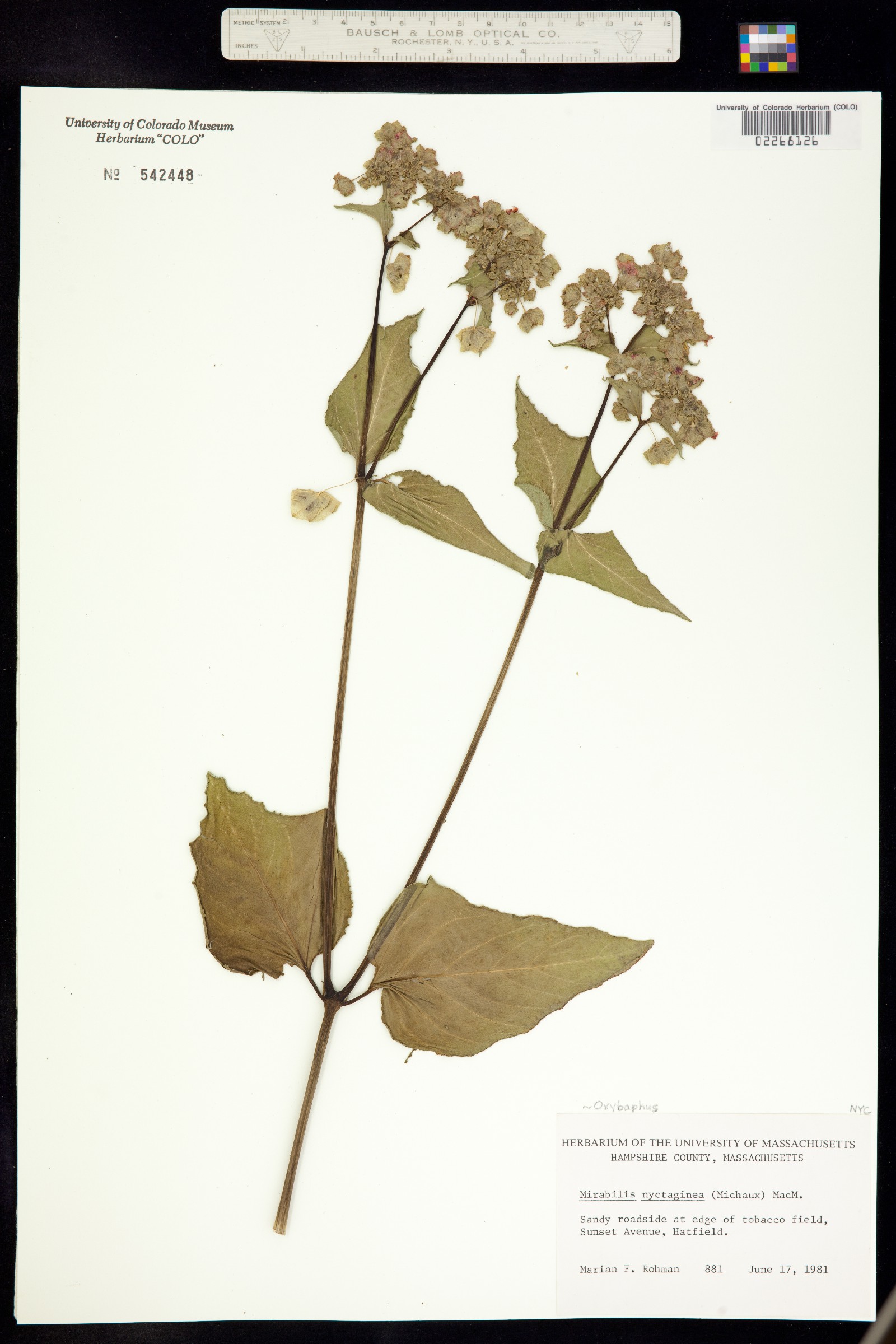 Oxybaphus image