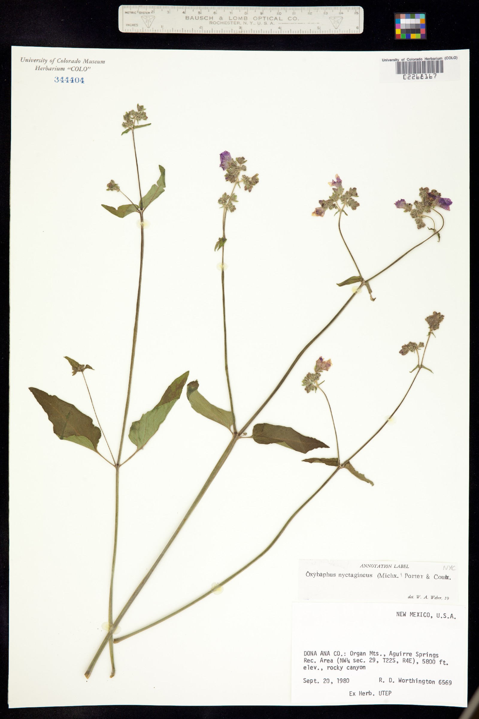 Mirabilis nyctaginea image