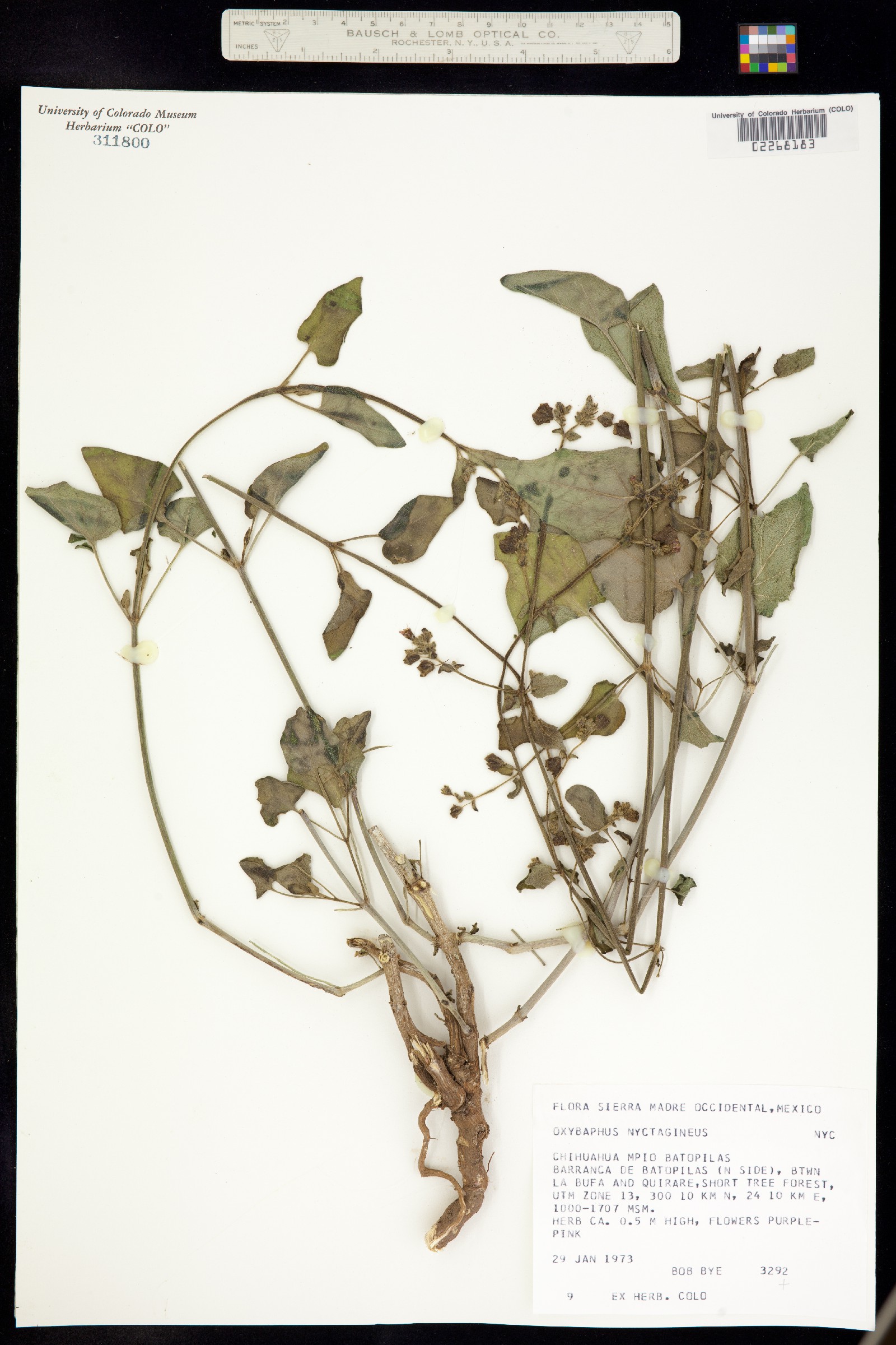 Mirabilis nyctaginea image