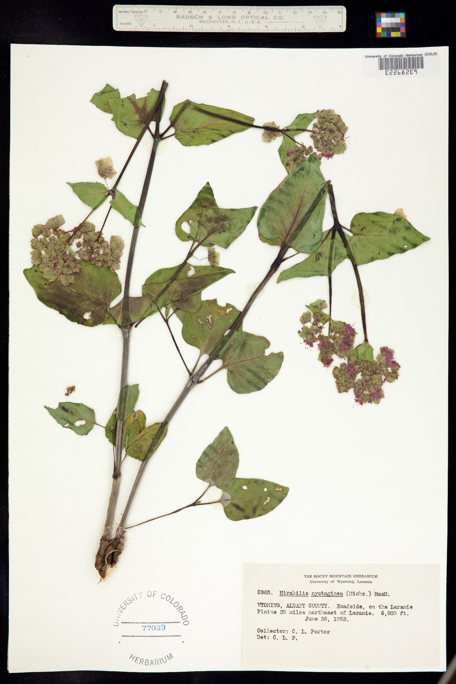 Mirabilis nyctaginea image