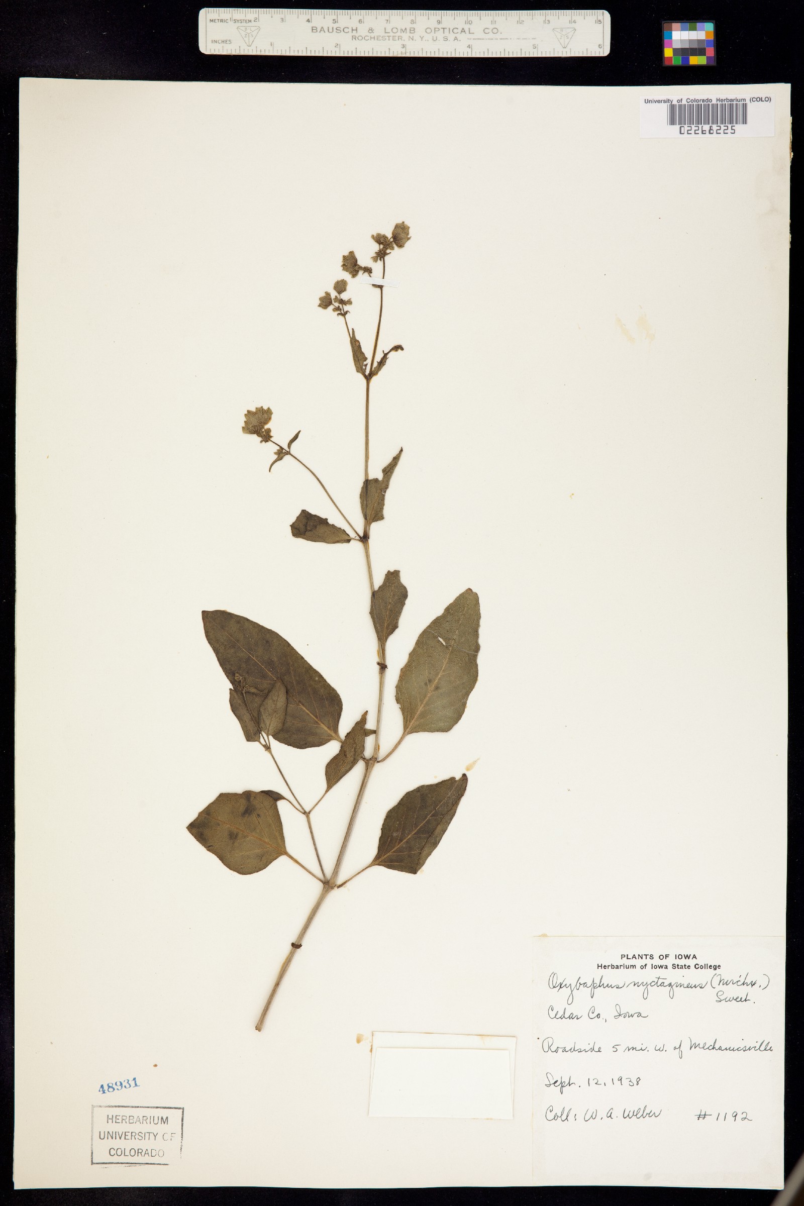 Mirabilis nyctaginea image