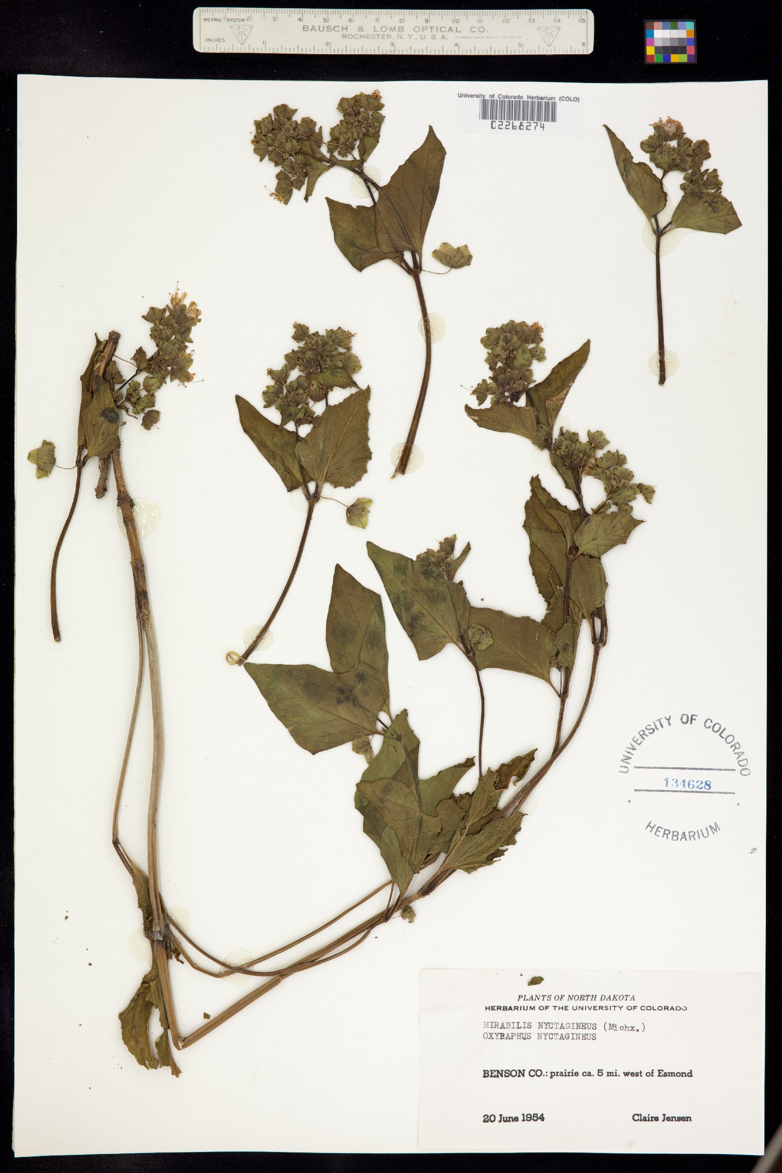 Mirabilis nyctaginea image
