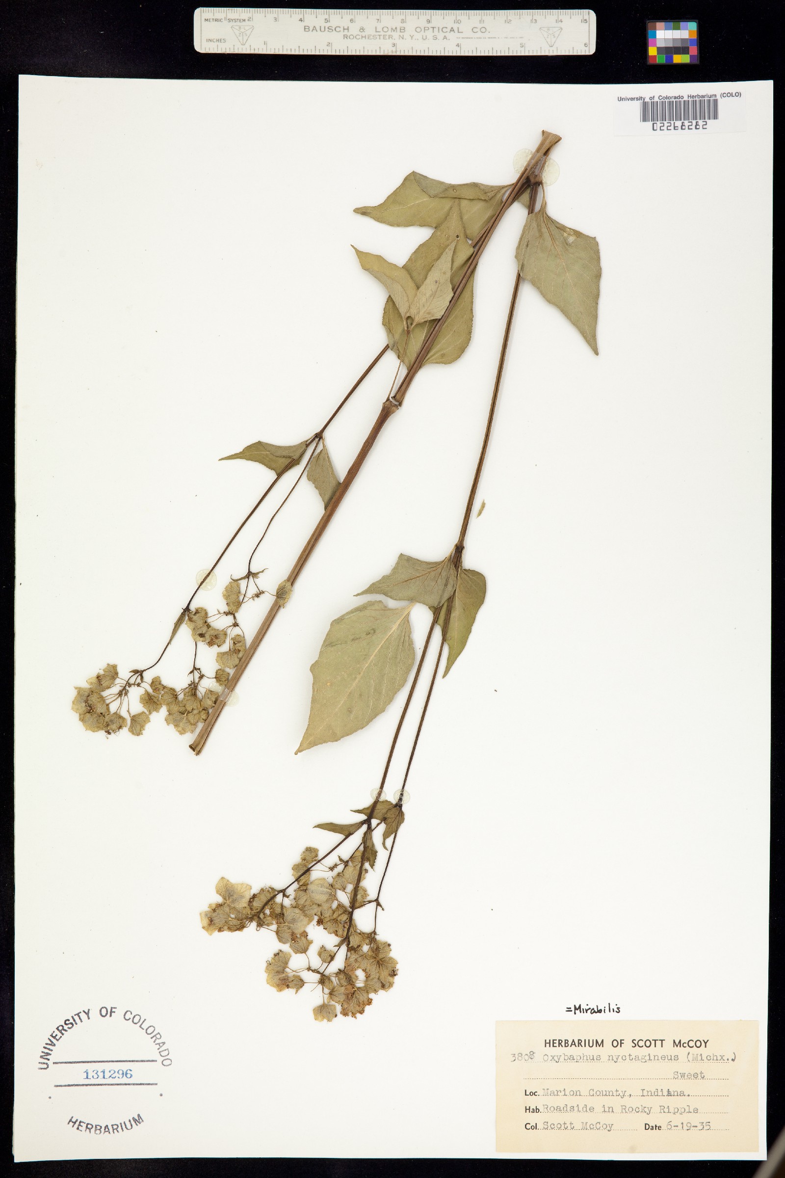 Mirabilis nyctaginea image