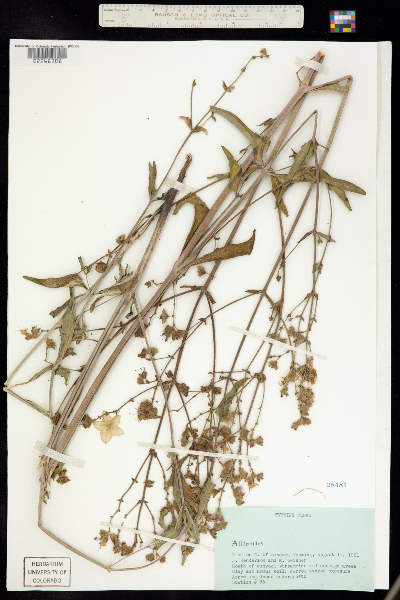 Mirabilis nyctaginea image