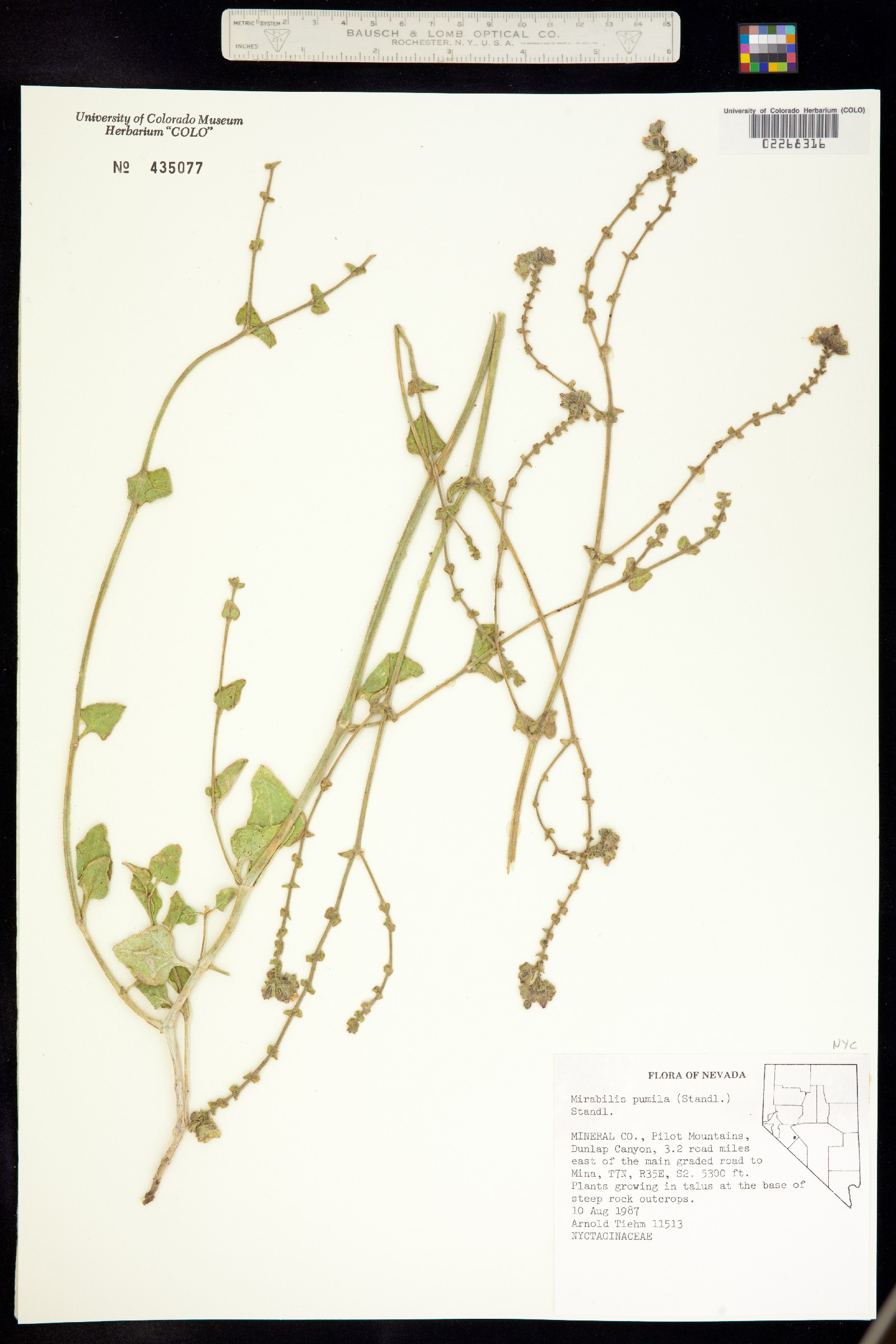 Mirabilis albida image