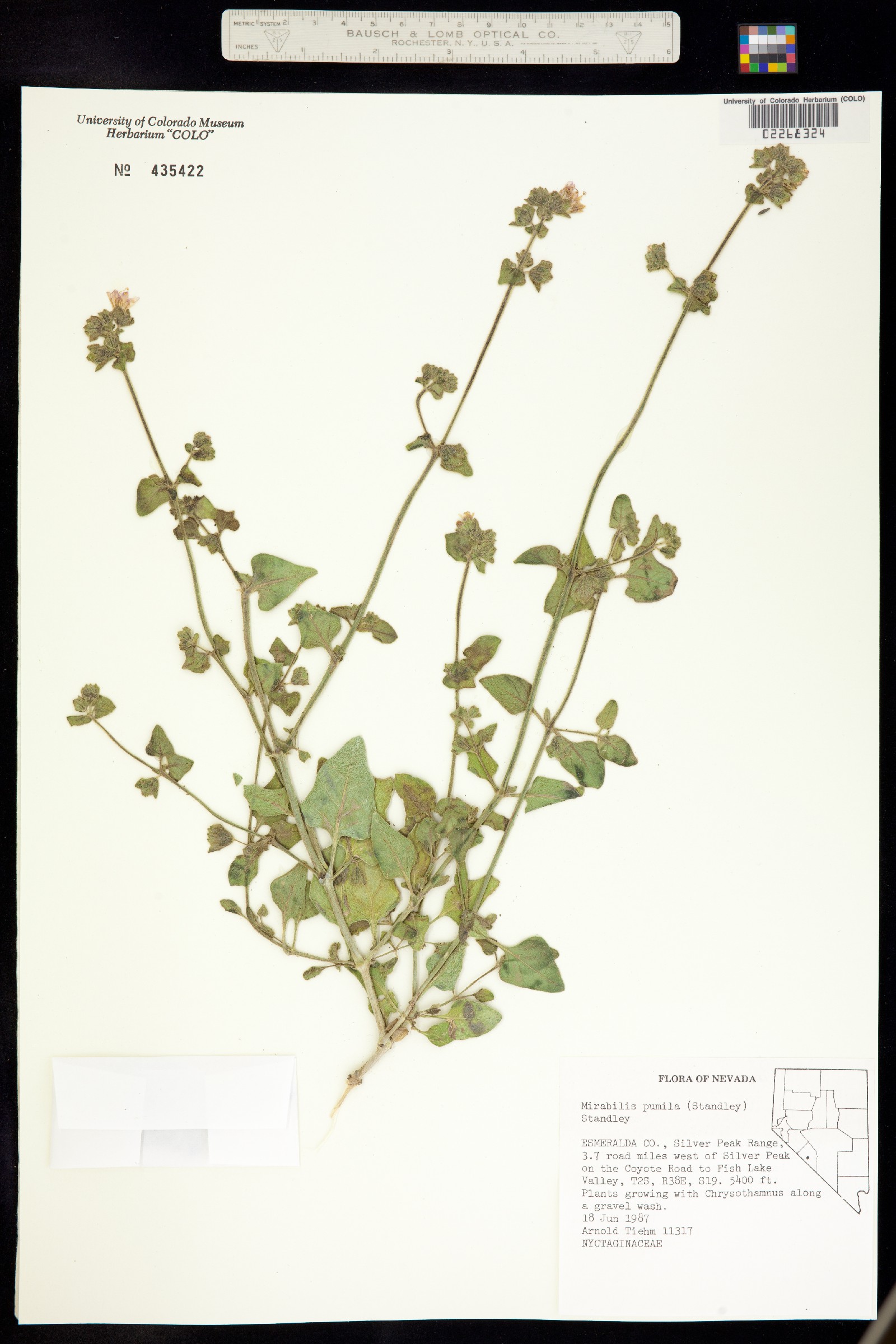 Mirabilis albida image