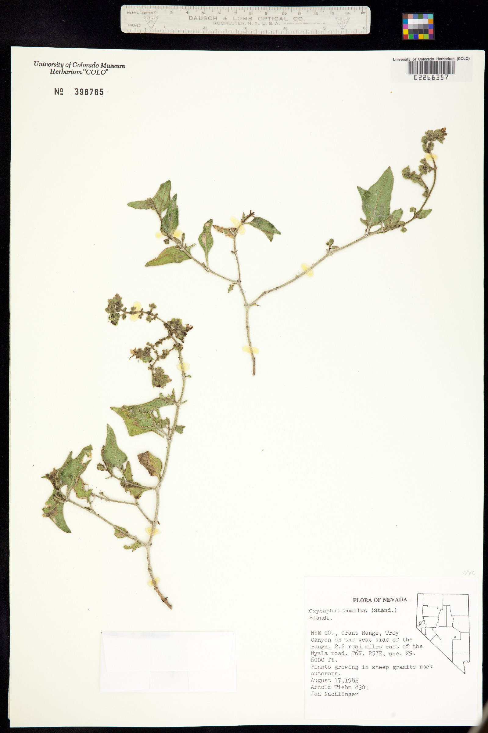 Mirabilis albida image