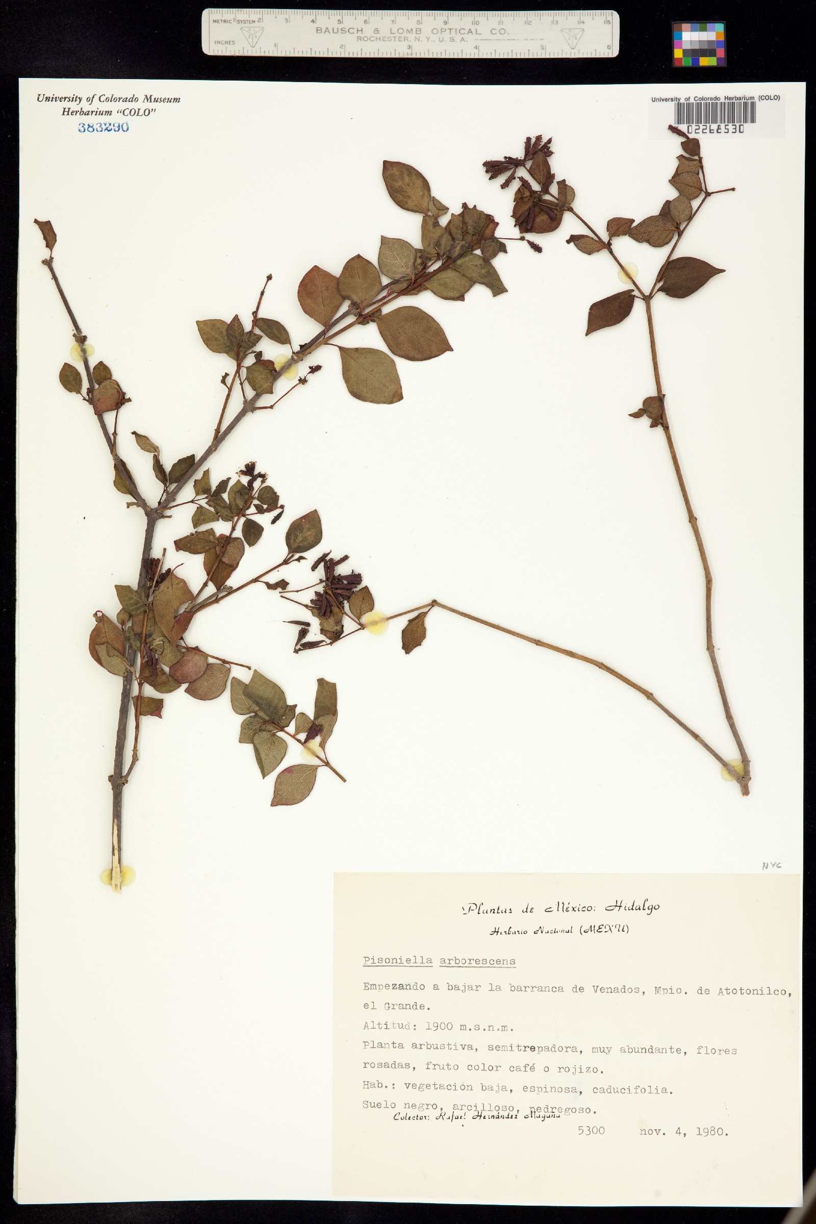 Pisoniella arborescens image