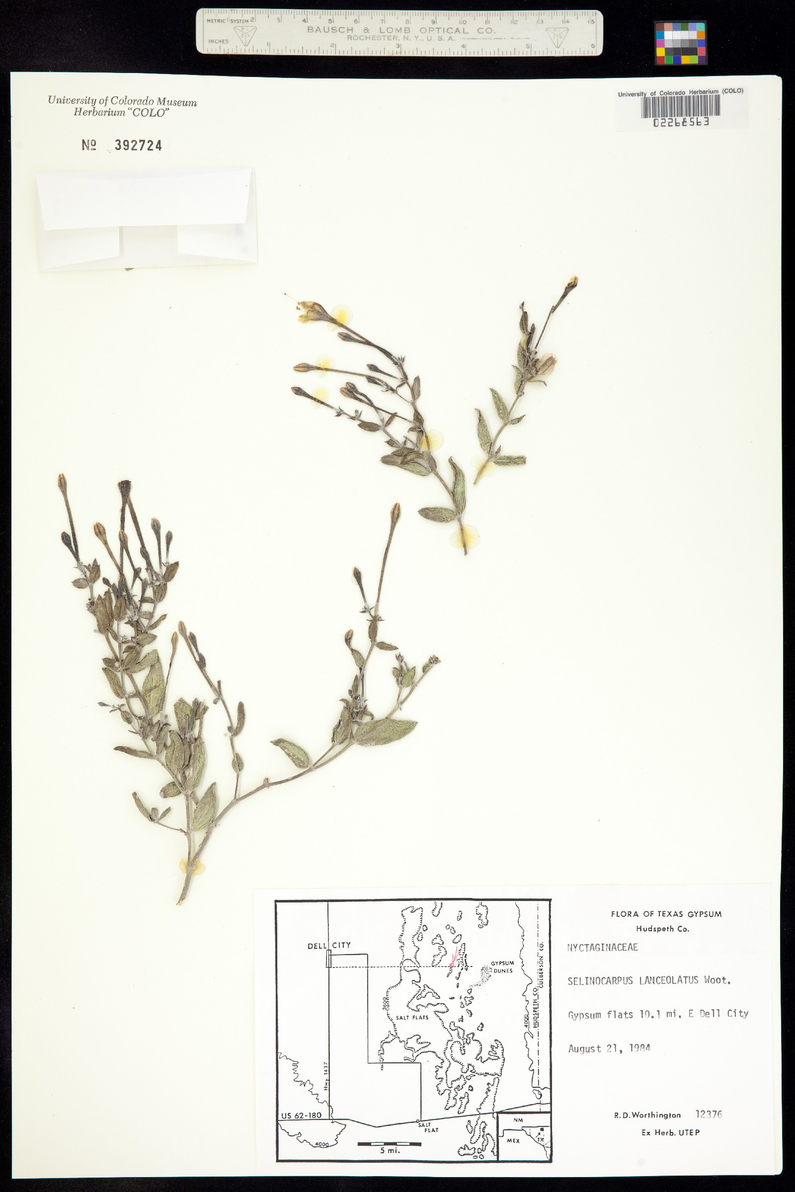 Acleisanthes lanceolata var. lanceolata image