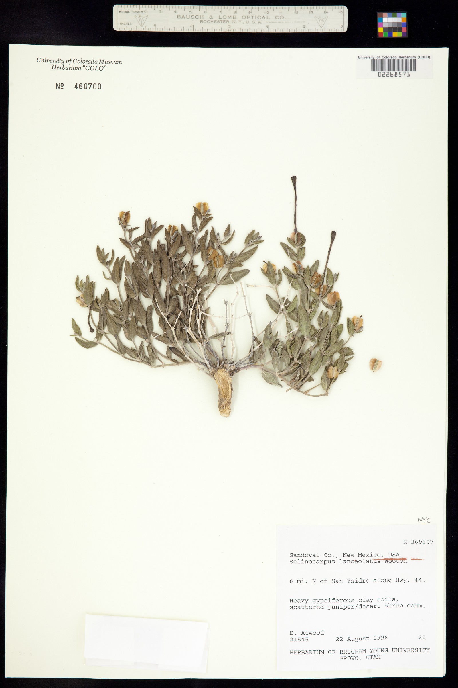 Acleisanthes image