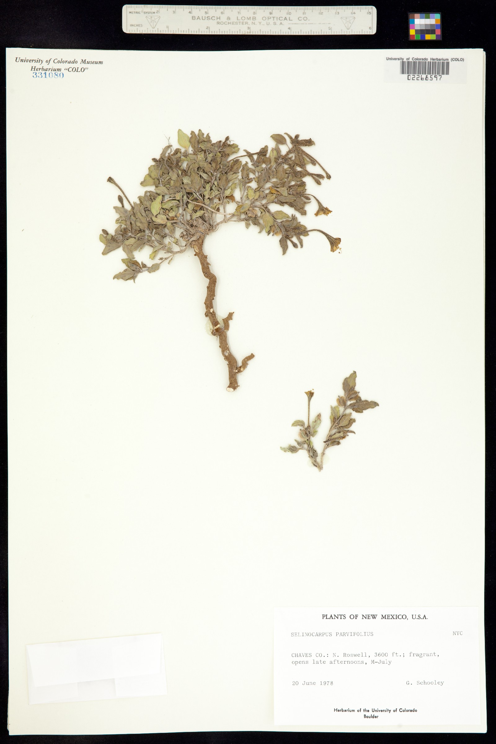 Acleisanthes lanceolata image