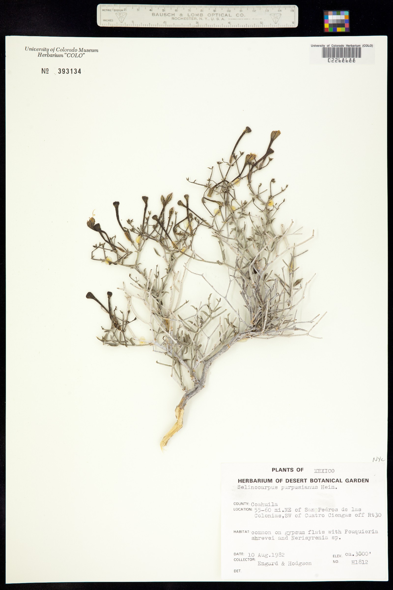 Selinocarpus image