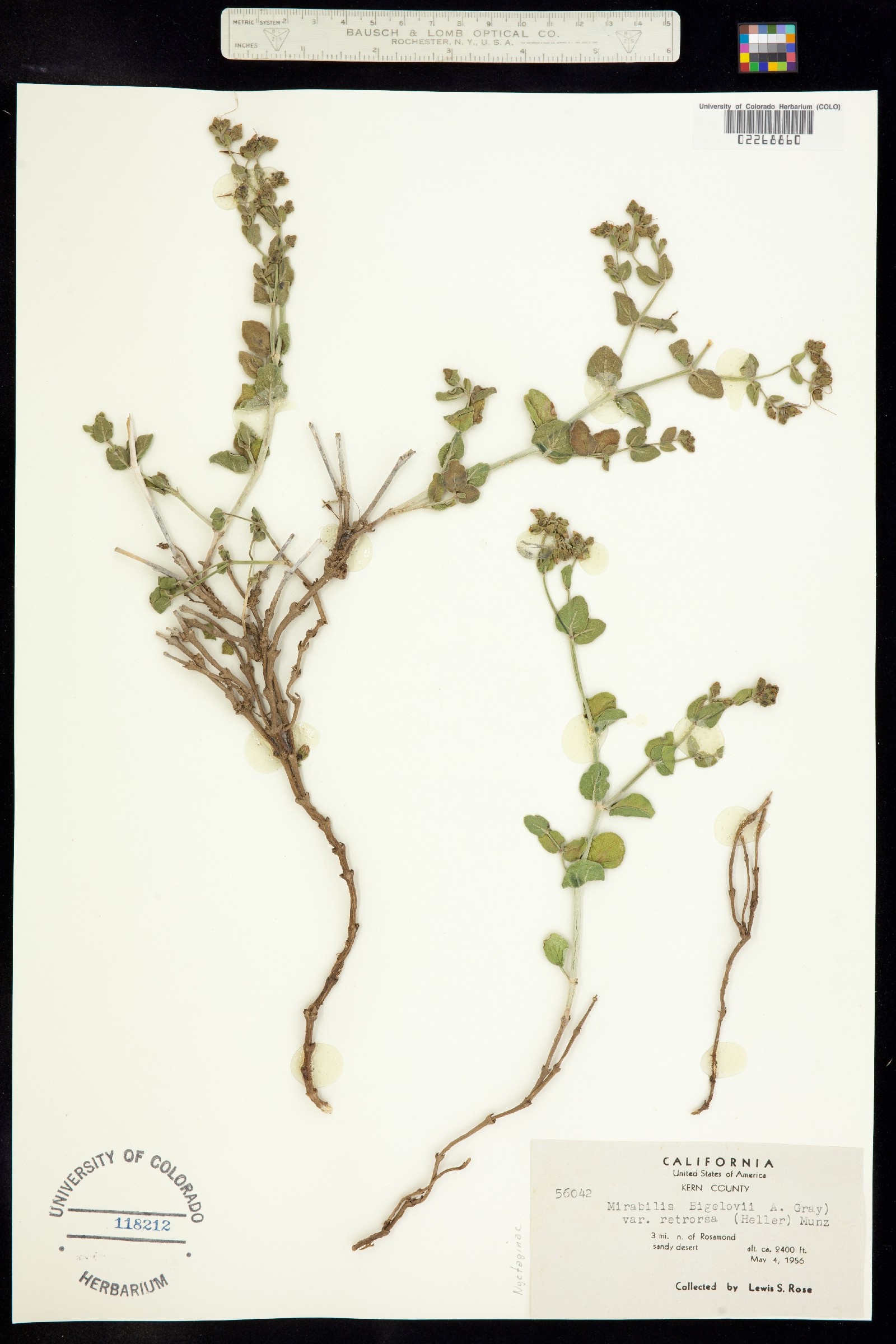 Mirabilis laevis var. villosa image