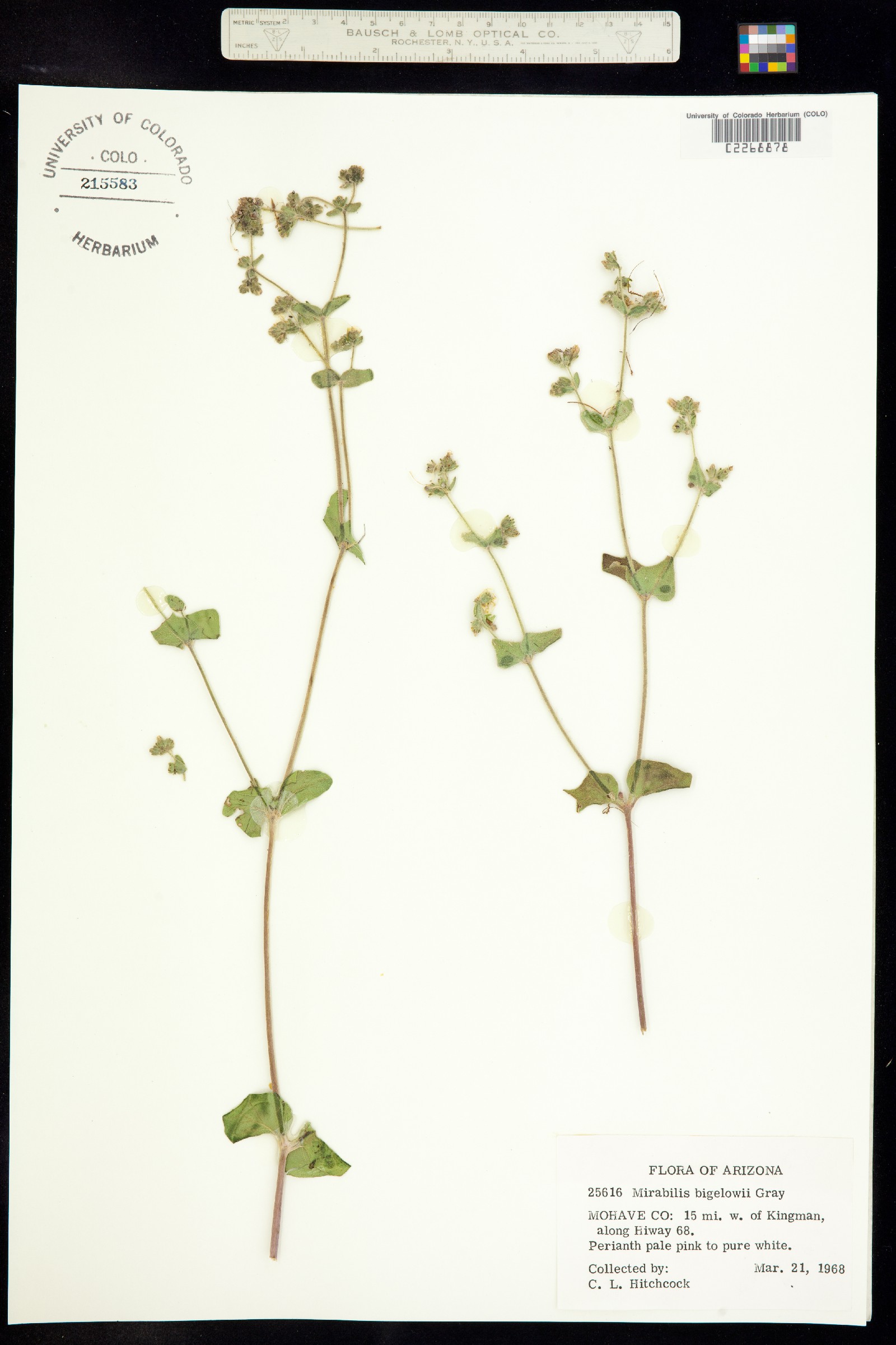 Mirabilis laevis var. villosa image