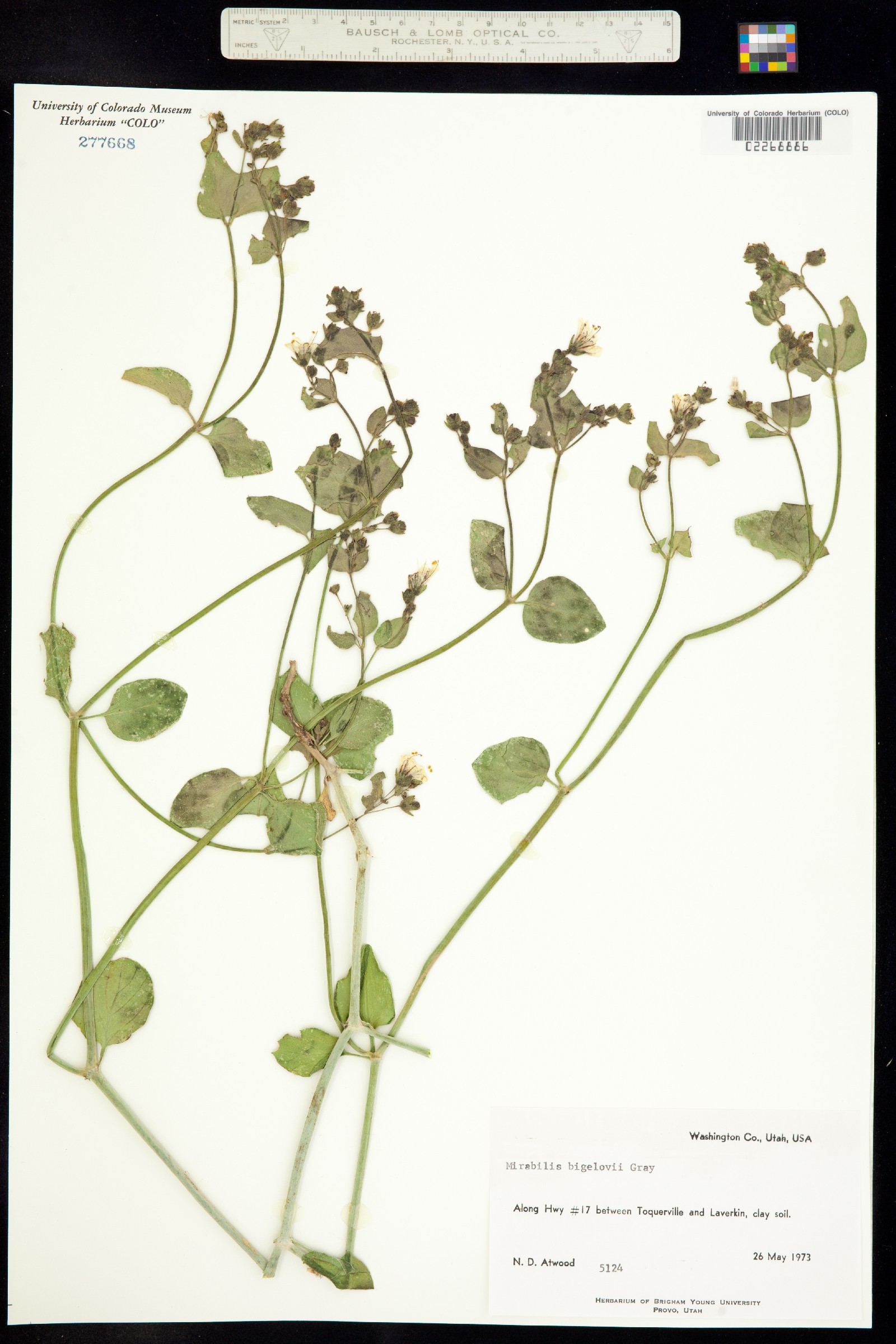 Mirabilis laevis var. villosa image