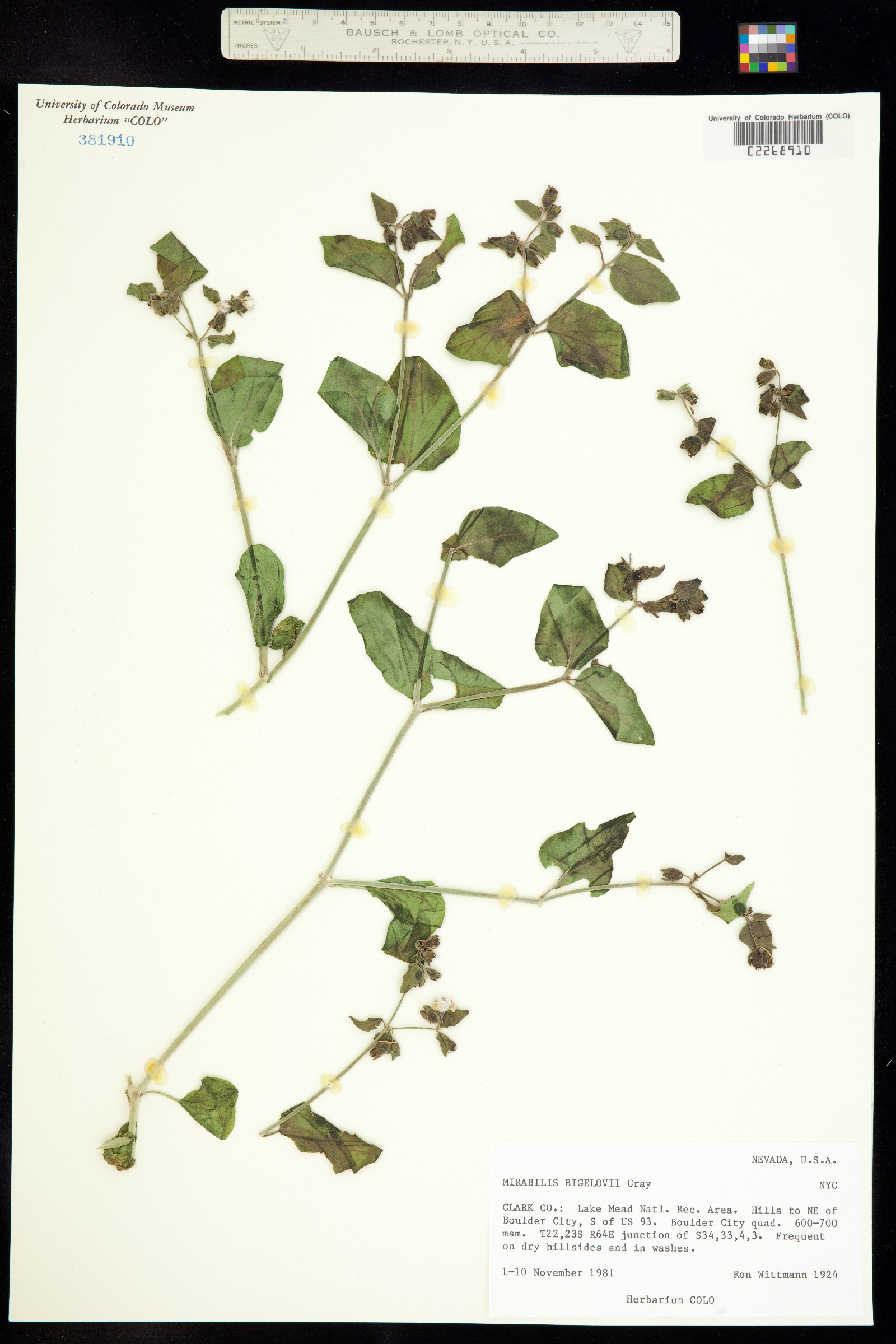 Mirabilis laevis var. villosa image