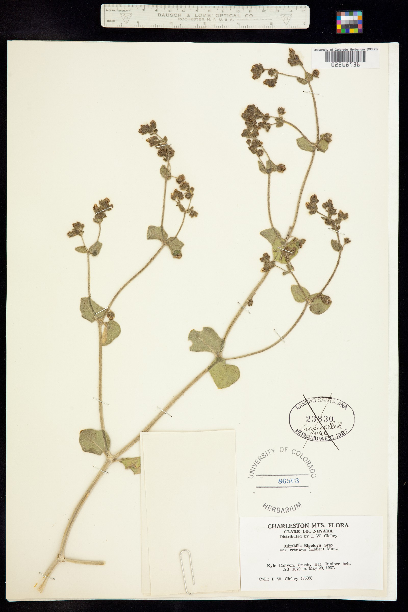Mirabilis laevis image
