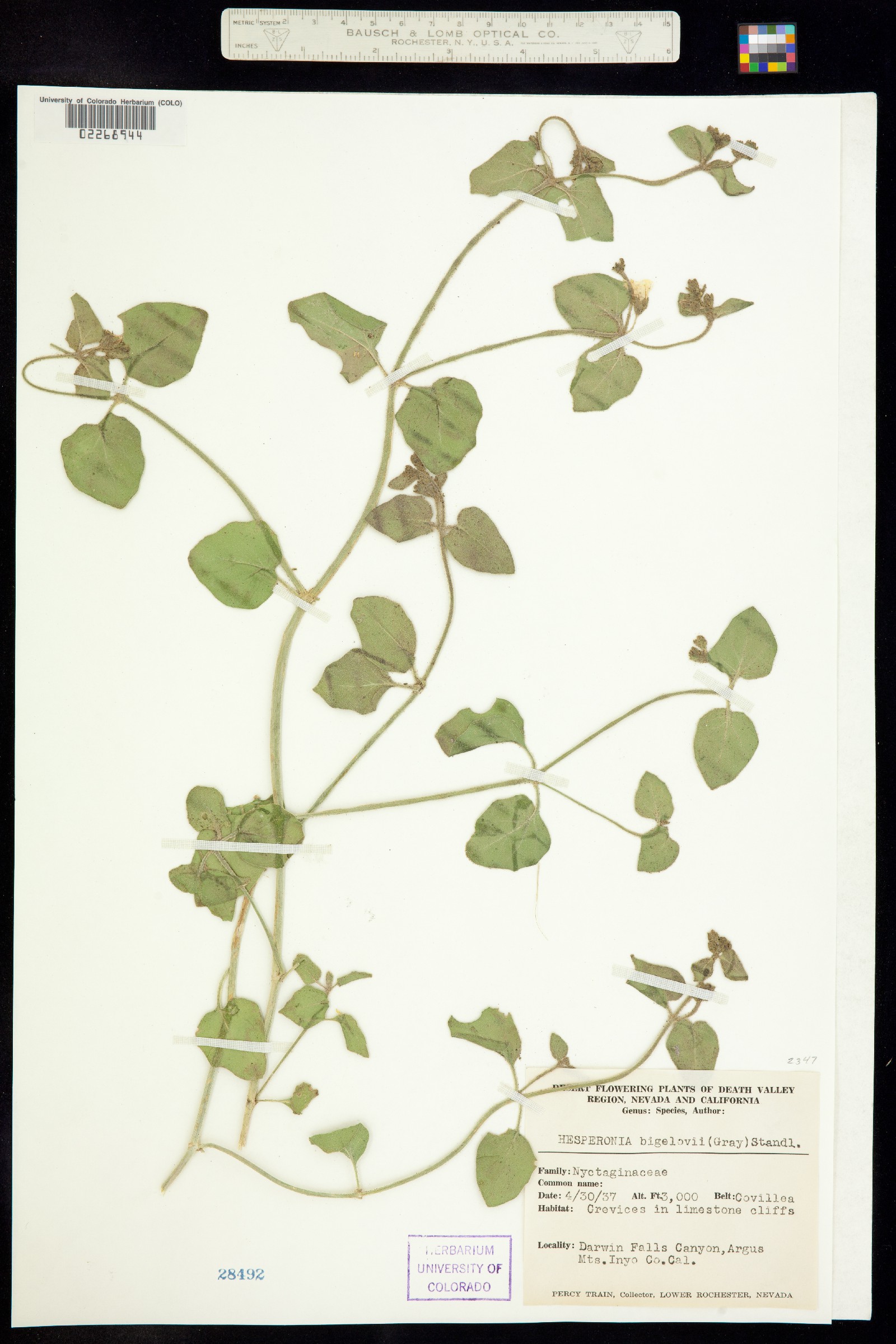 Mirabilis laevis var. villosa image