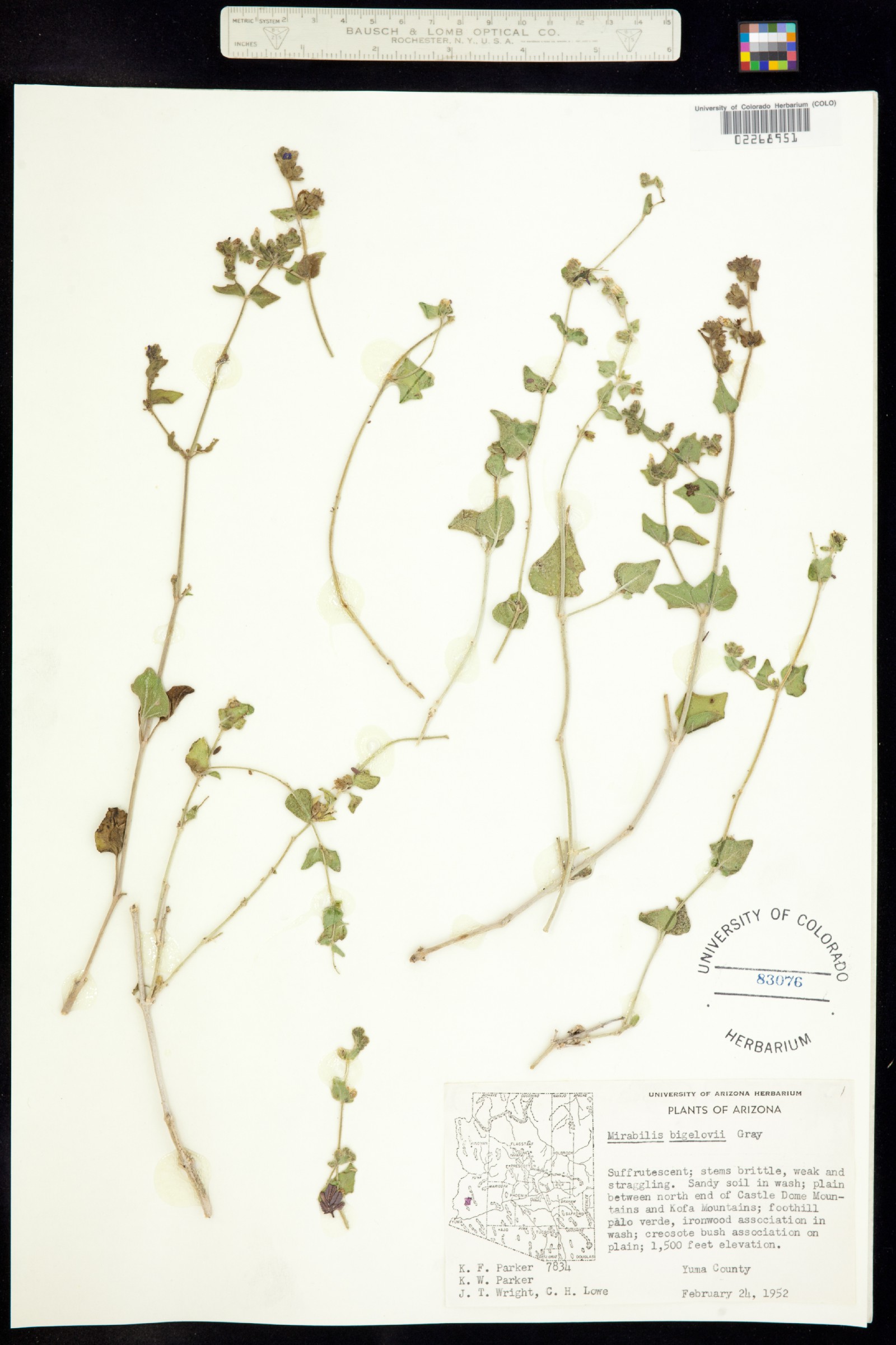 Mirabilis laevis var. villosa image